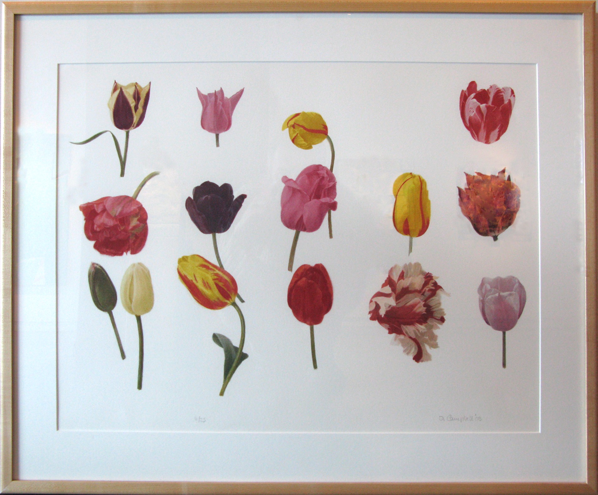 Tulip Study   6/25 by Donald Campbell