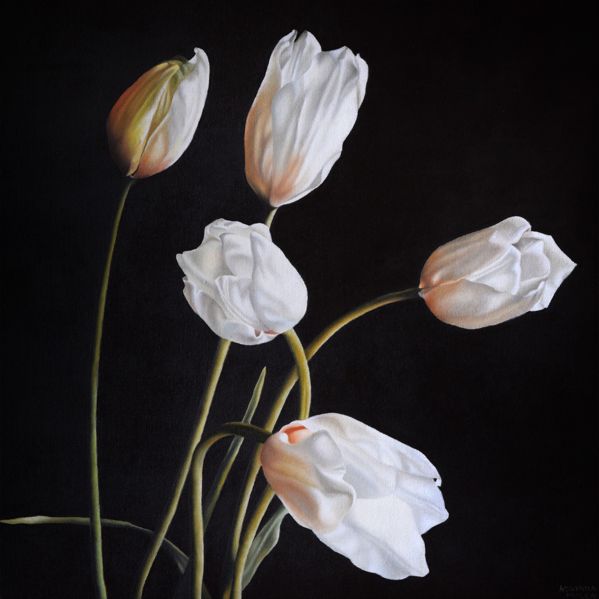 White Tulips* by Adriana Molea