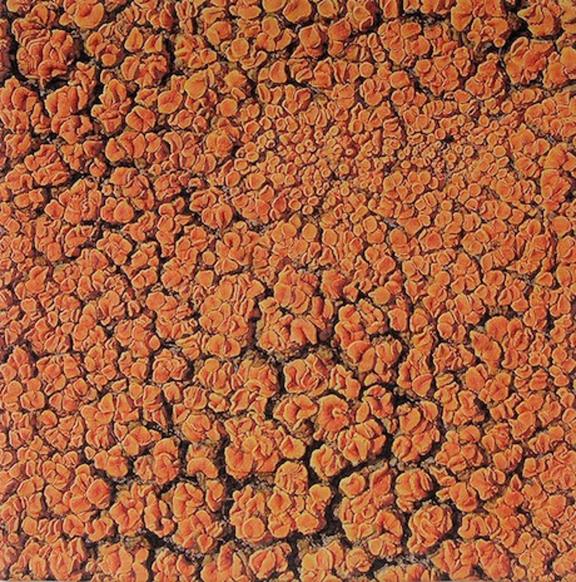Orange Lichen 1 by Martha Cole