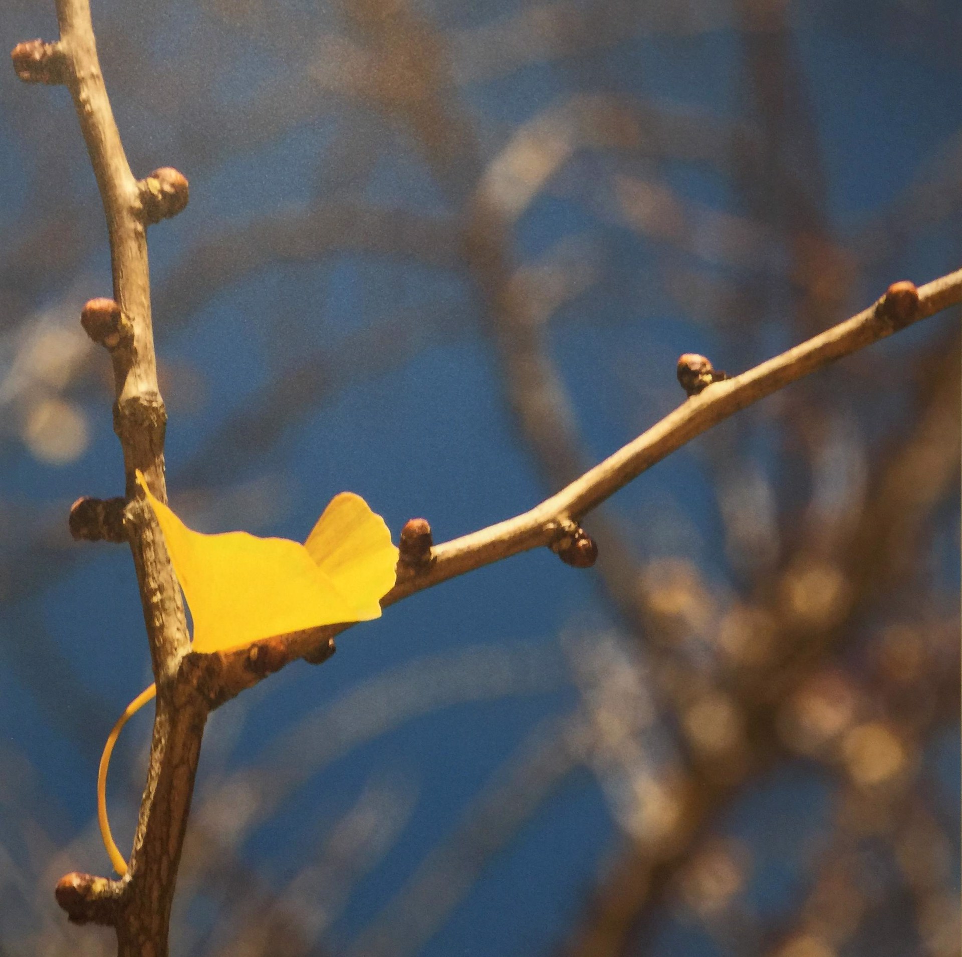 Ginkgo and Branches by Betty Edge