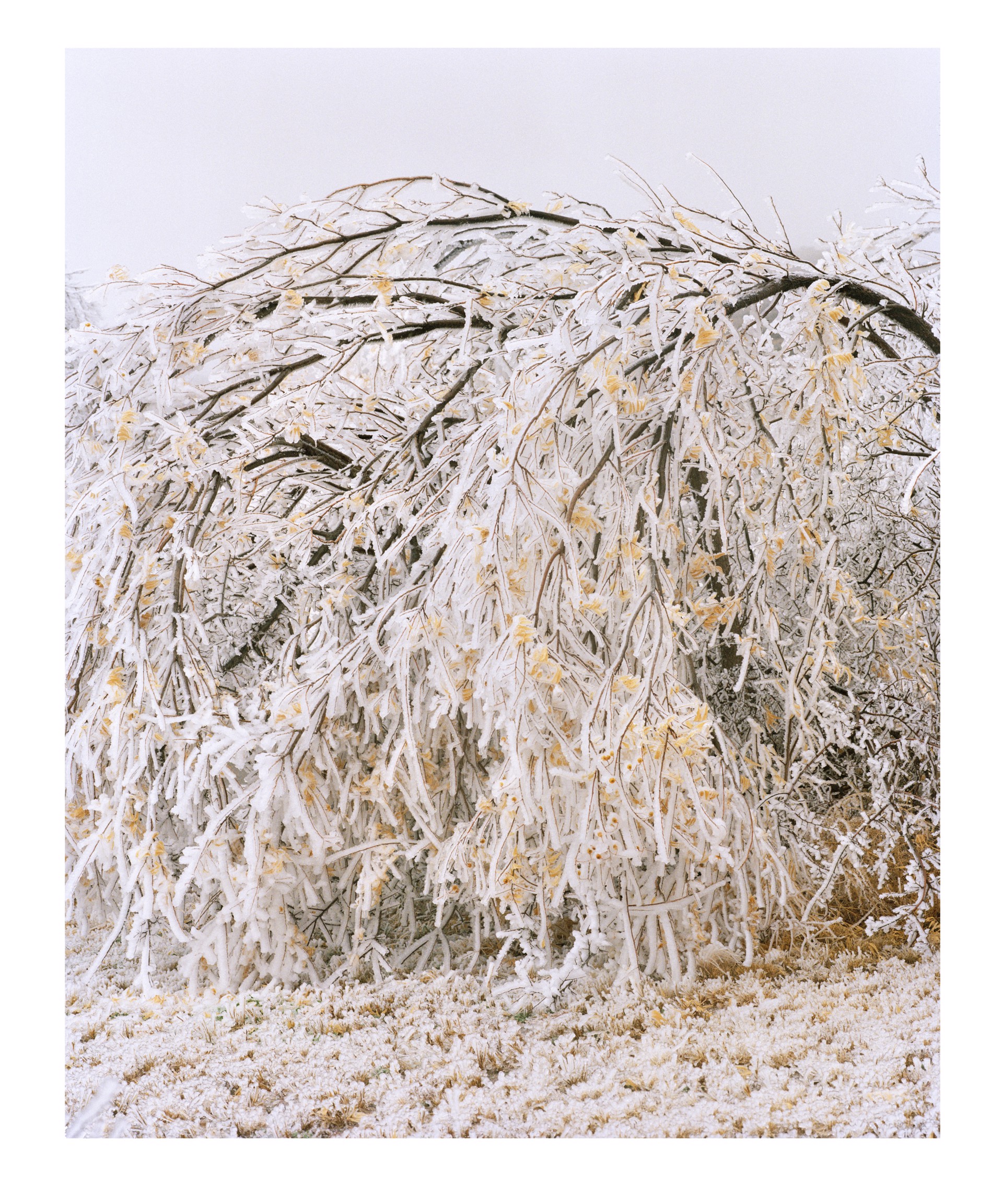 Frozen Tree, Texas by Ben Sklar