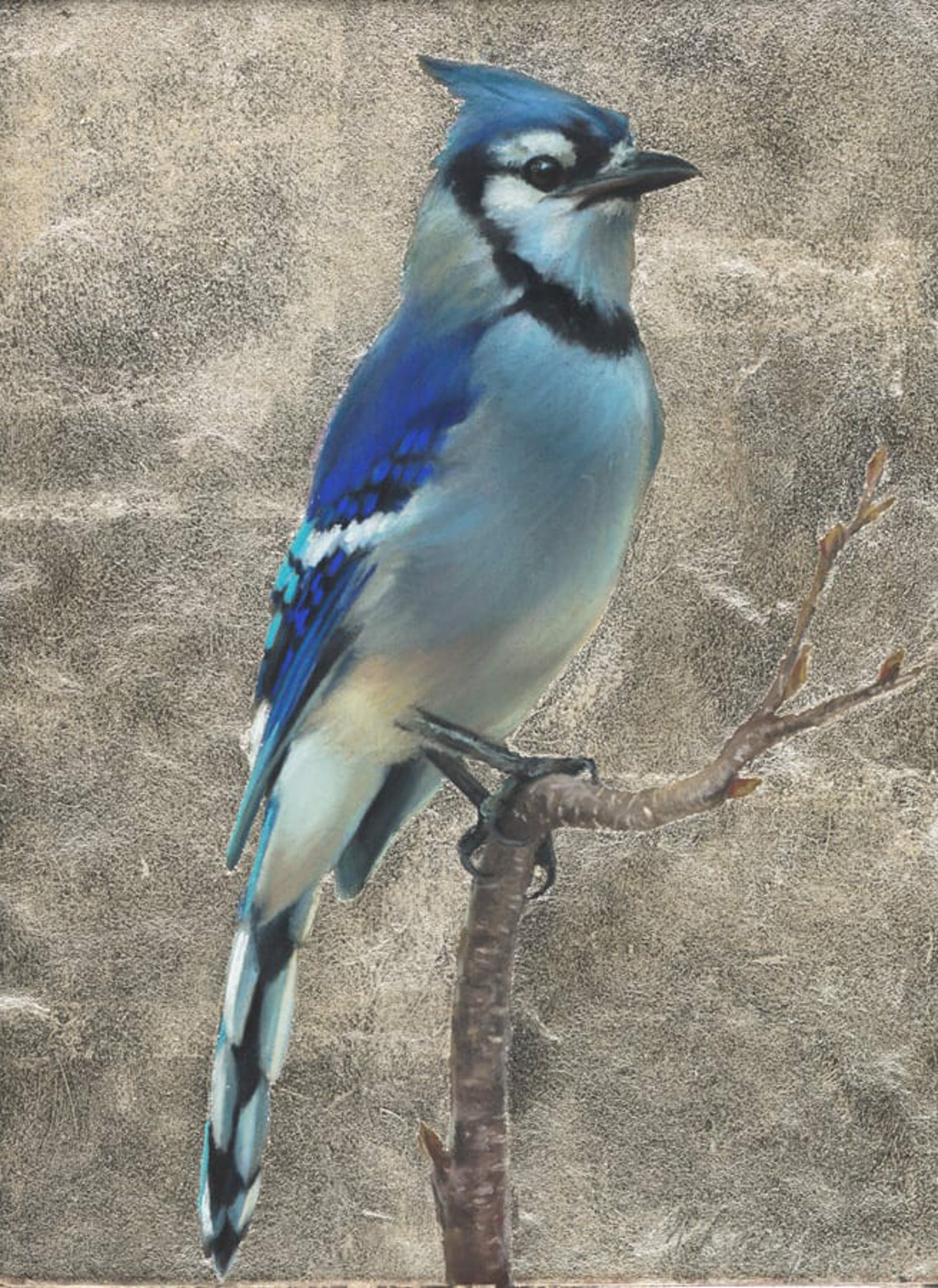 Bluejay by Anne McGrory