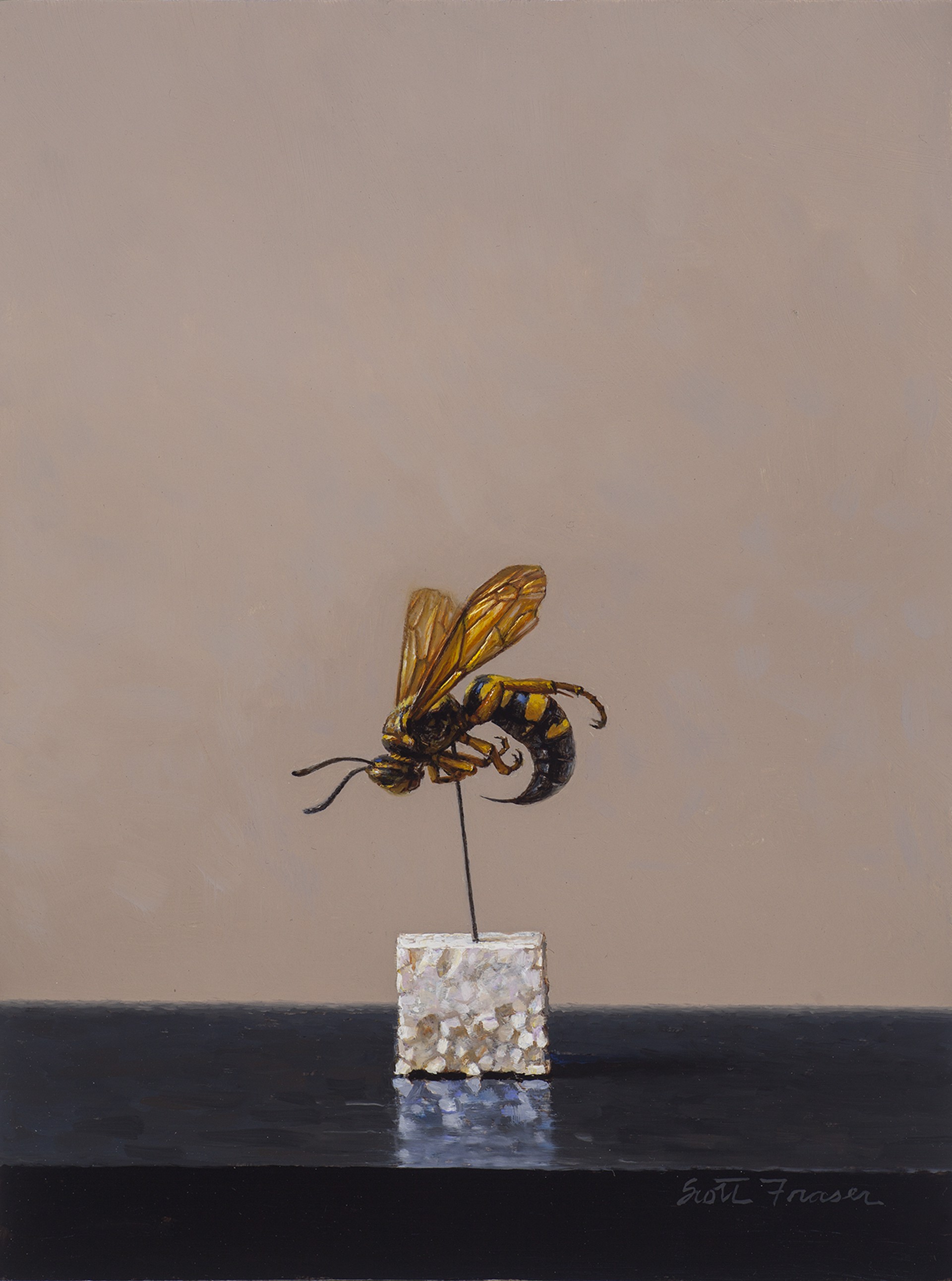 Cicada Wasp by Scott Fraser
