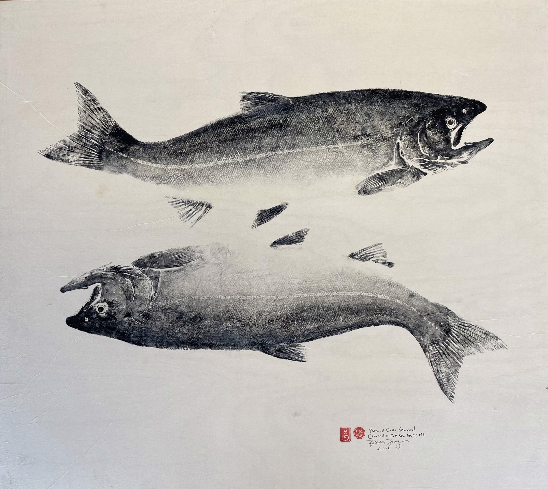 Twin Columbia River Coho by Duncan Berry
