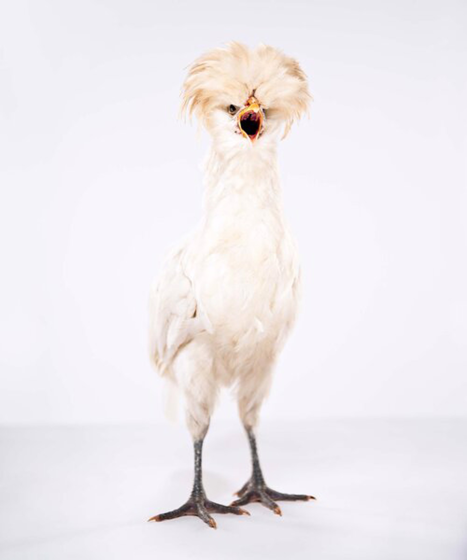 Hey-Hey, Operatic White Polish Chicken by Evan Kafka