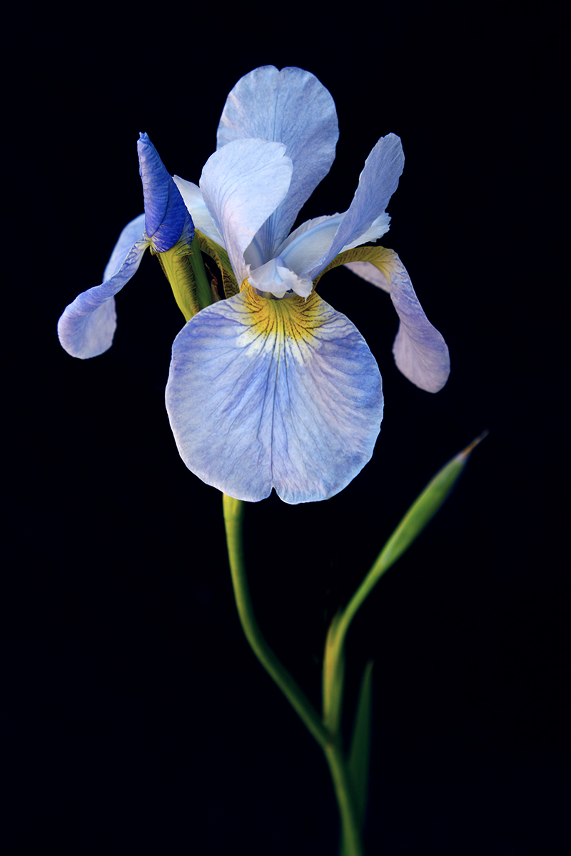 Siberian Iris by Jan Christensen