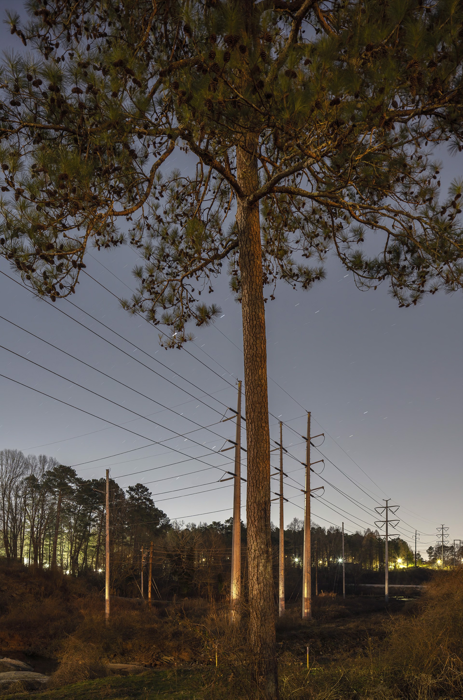 Loblolly Pine #1, Decatur, GA by Peter Essick