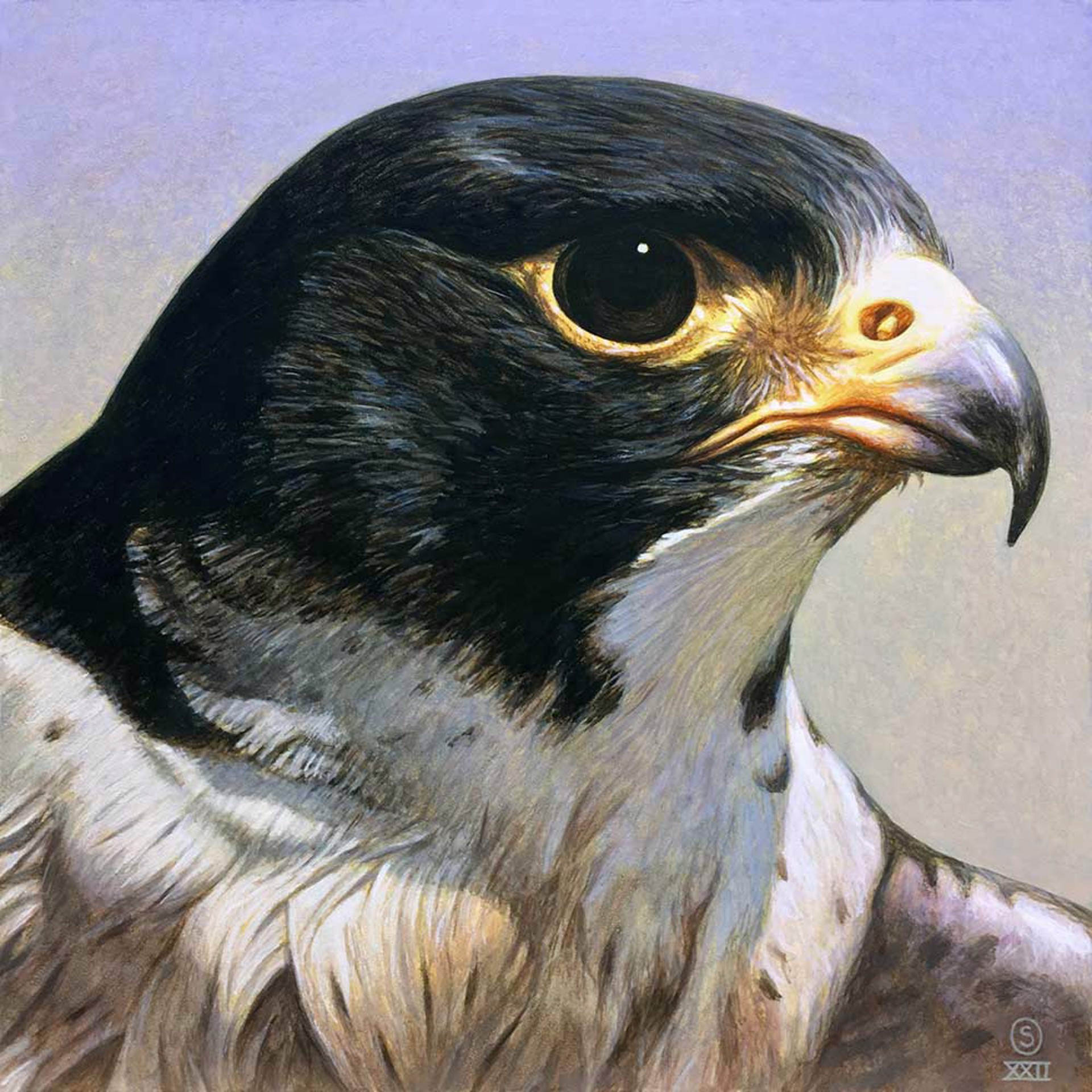 Focus (peregrine falcon) by Stephen O'Donnell
