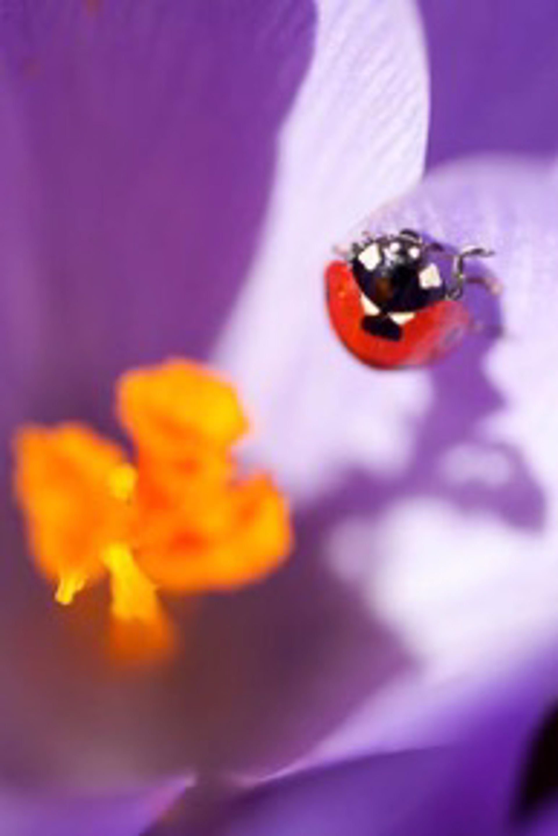 Ladybug on Crocus by Susumu Kishihara