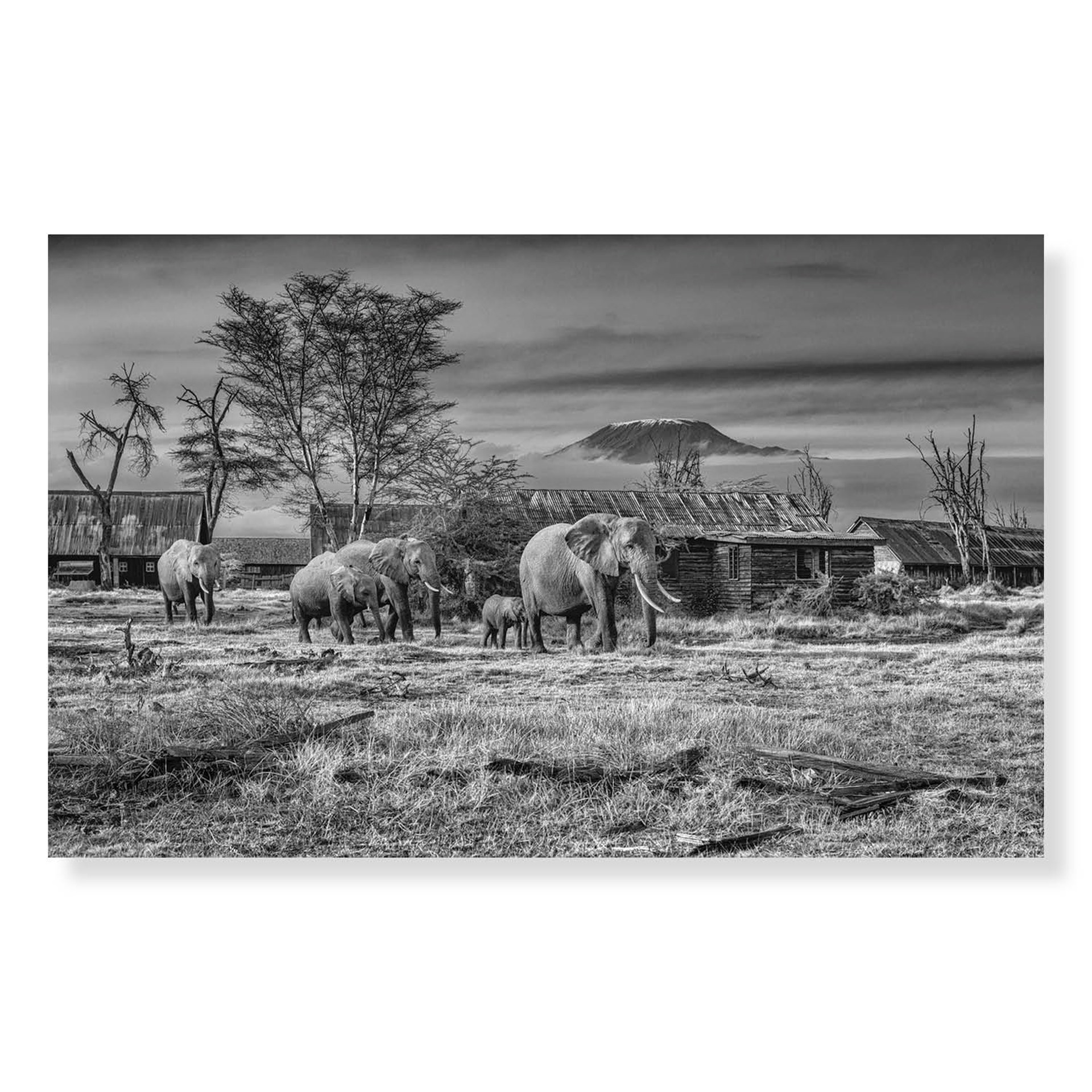 After Man by David Yarrow