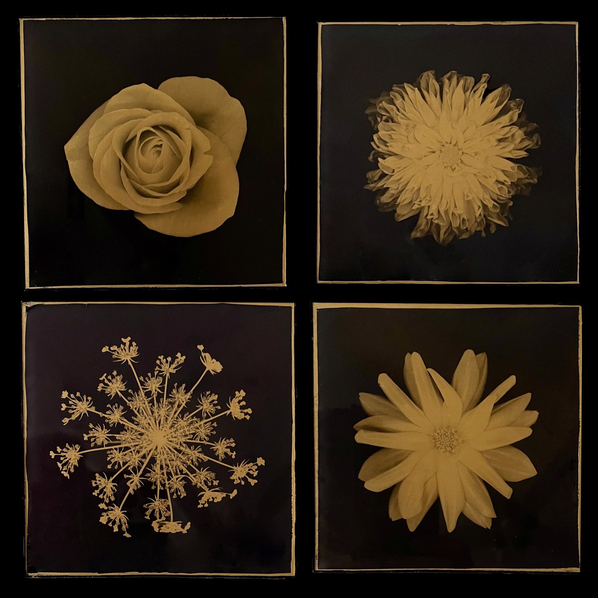 Florals by Carol Byron