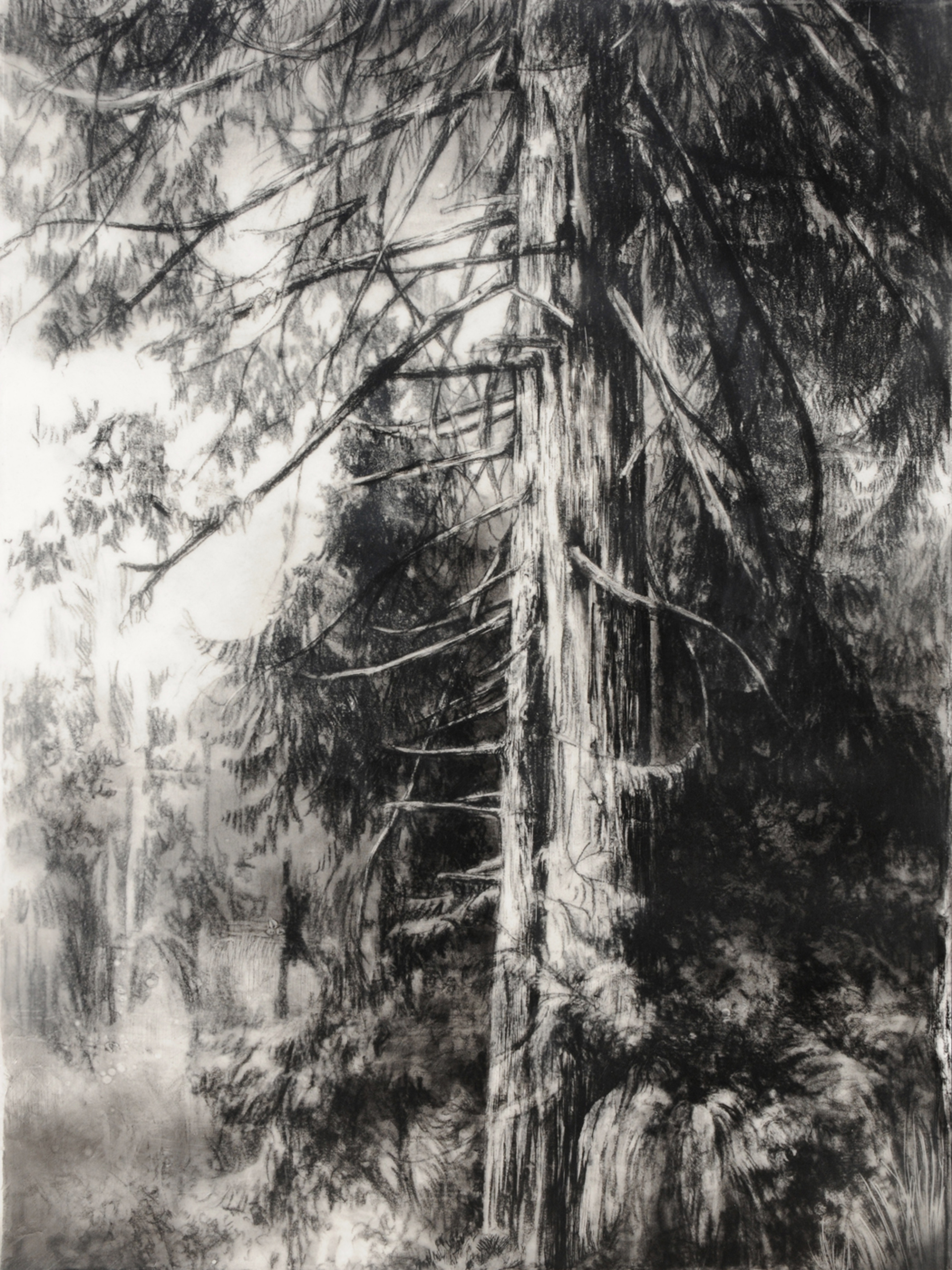 Hypatia's Woods I by Robin Cole