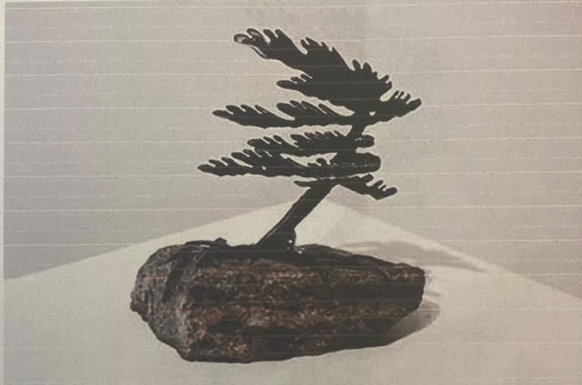 Windswept Pine, 189241 by Cathy Mark