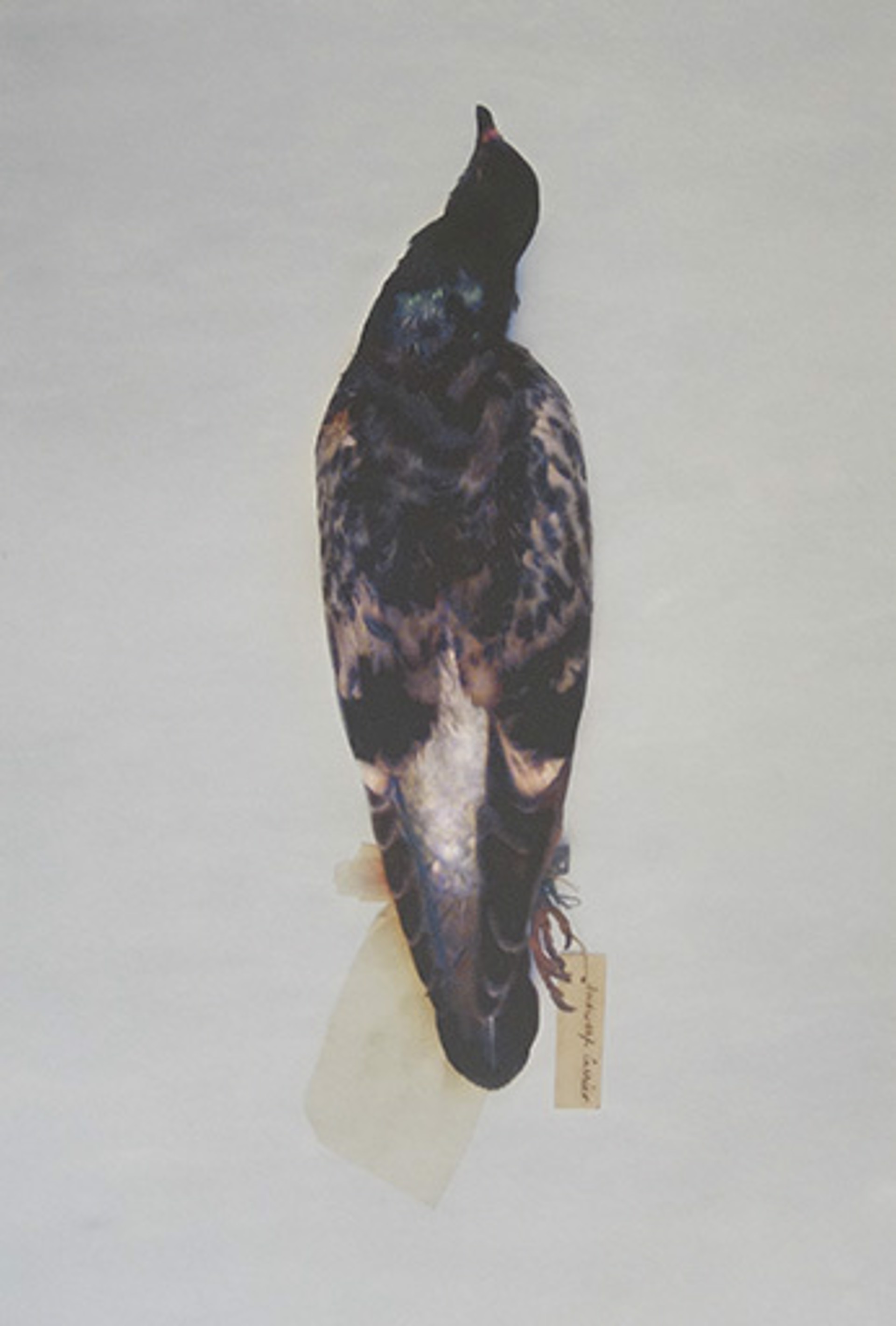A Habit of Deciding Influence: Pigeons From Charles Darwin's Breeding Experiments by Brandon Ballengée