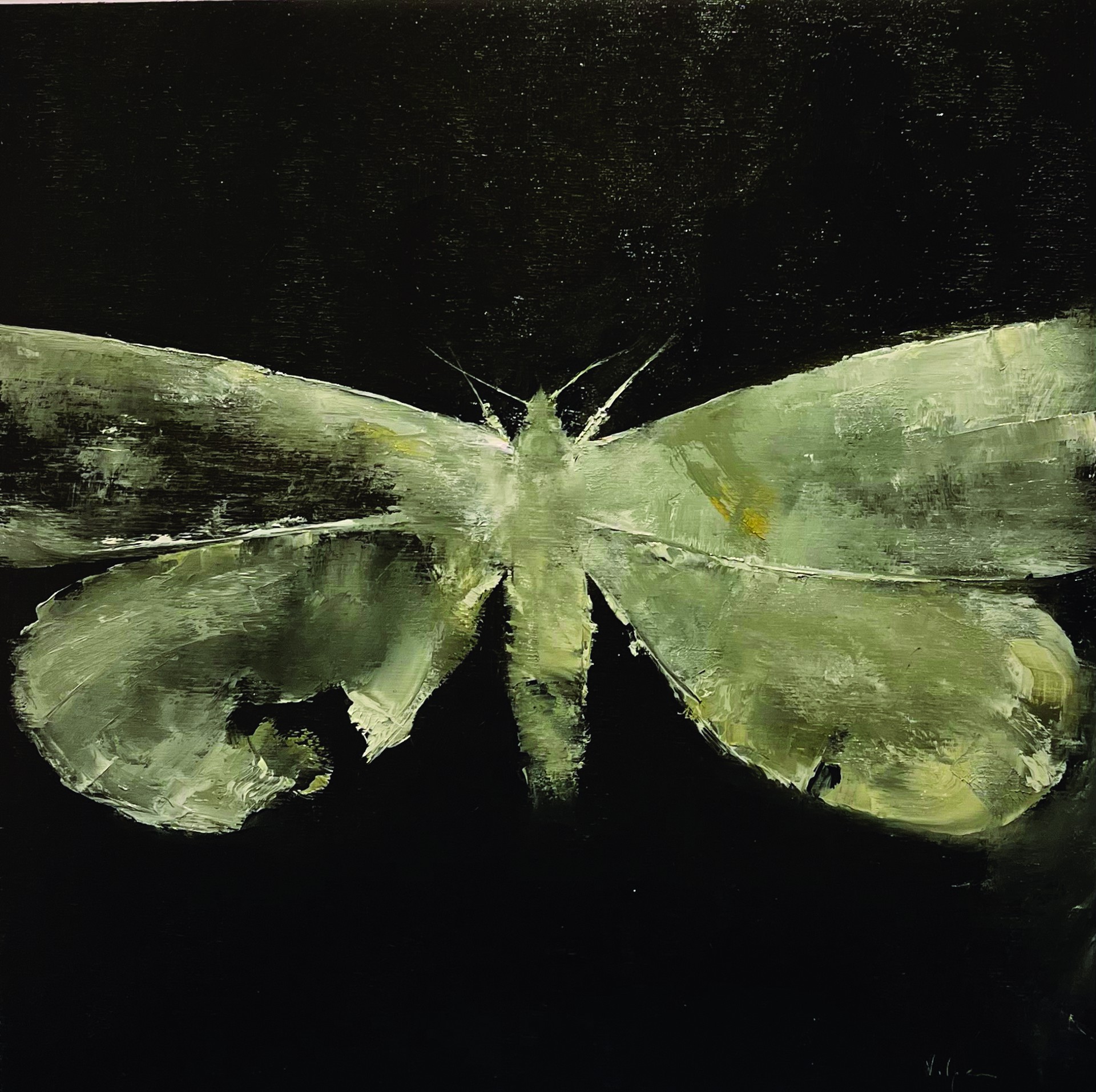 Moth by Christopher Volpe