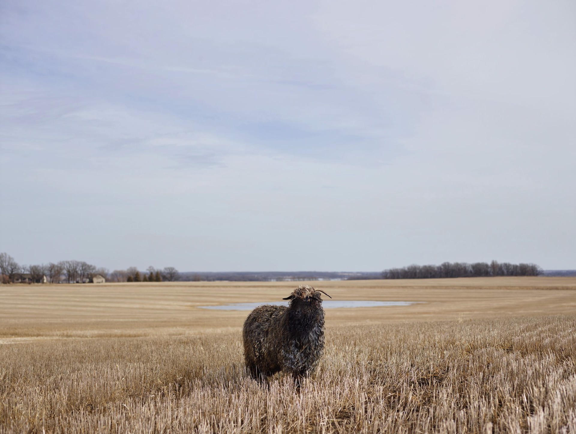 Curly, Otter Tail County, Minnesota, USA, 3/10 by R. J. Kern