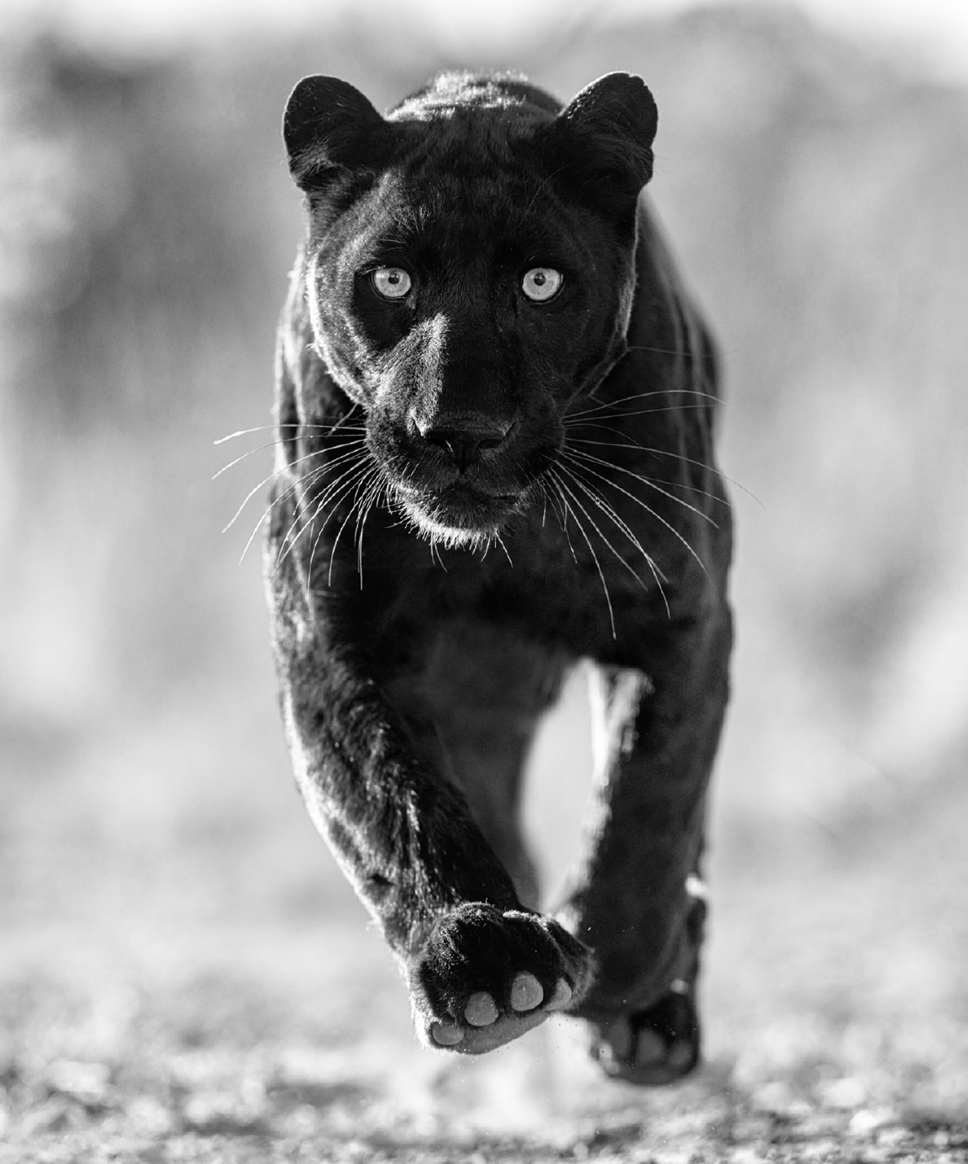 Sex Panther by David Yarrow