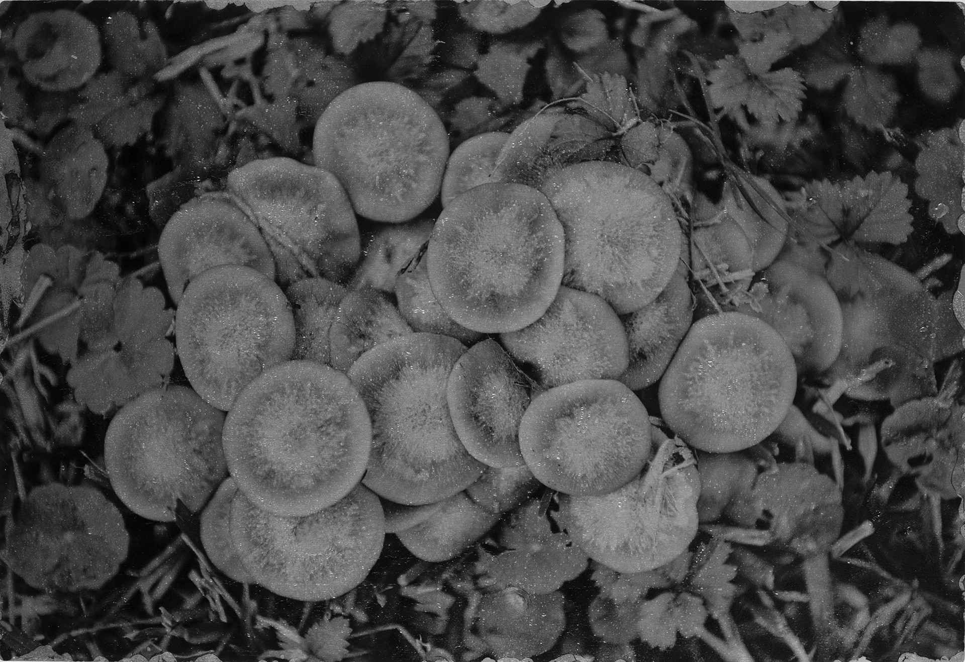 Mushrooms by David Humphreys