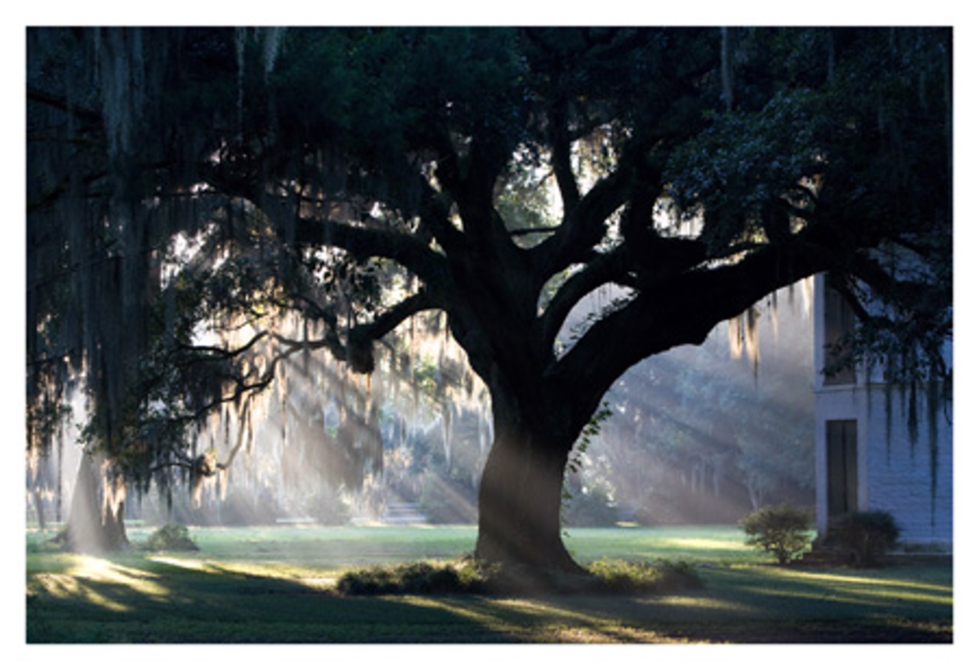 Parlange Oak by Philip Gould