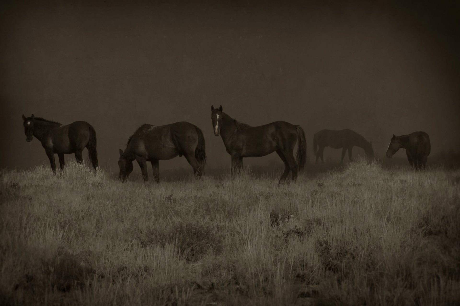 Wild Horses Wyoming 1/10 by Jack Spencer