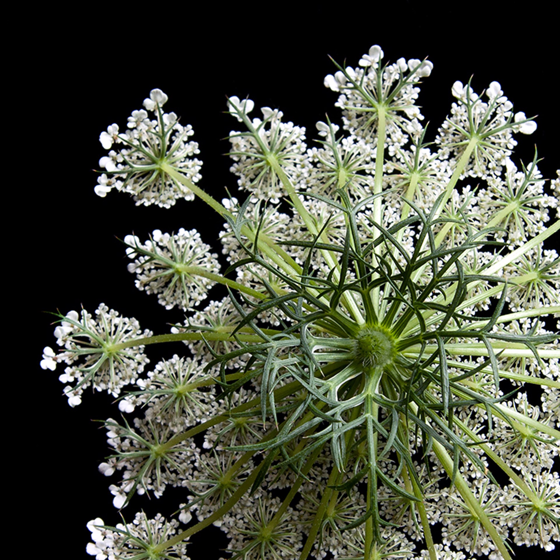 Queen Anne's Lace, 3997 by Molly Wood