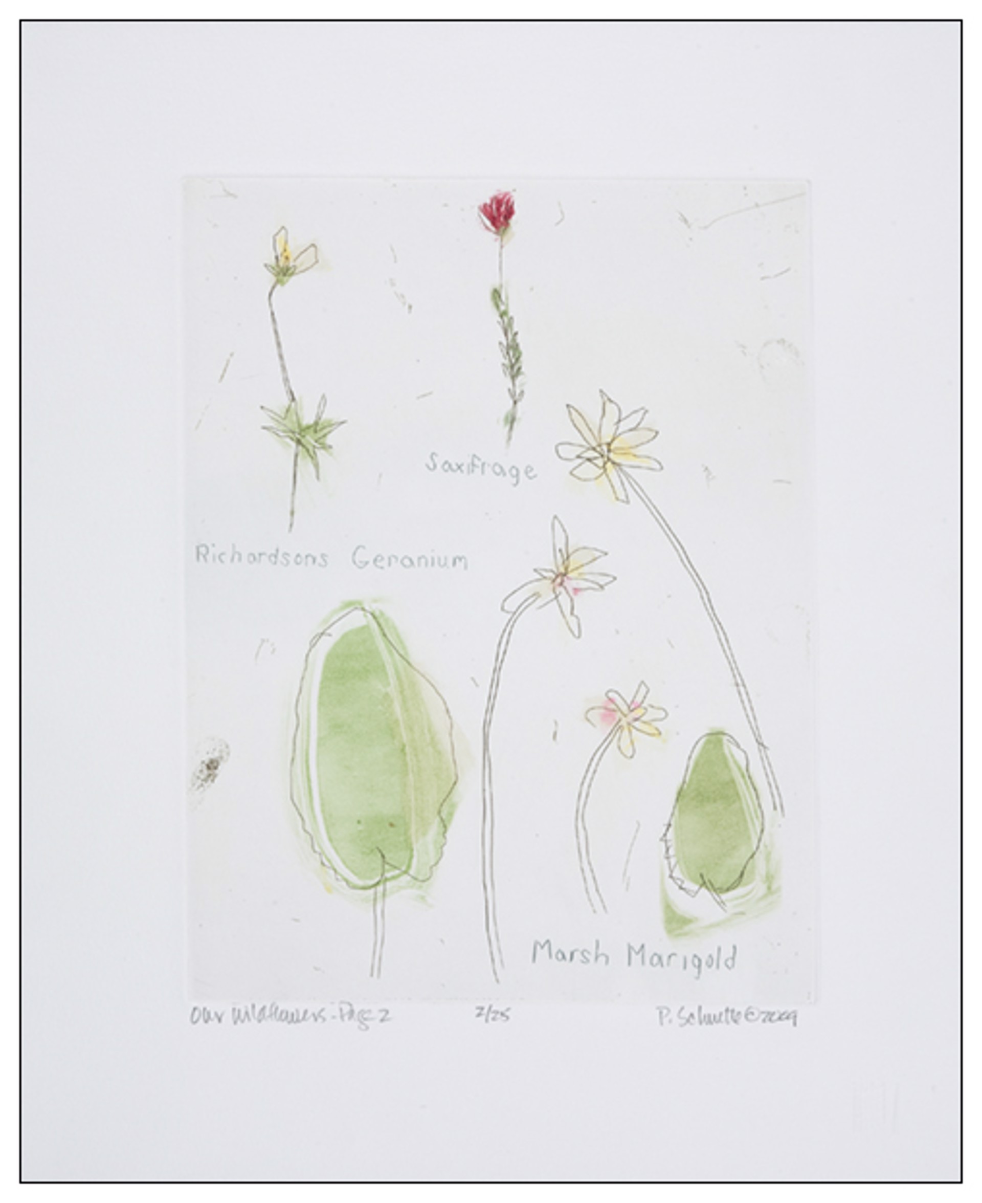 Our Wild Flowers: Page 2 by Paula Schuette Kraemer