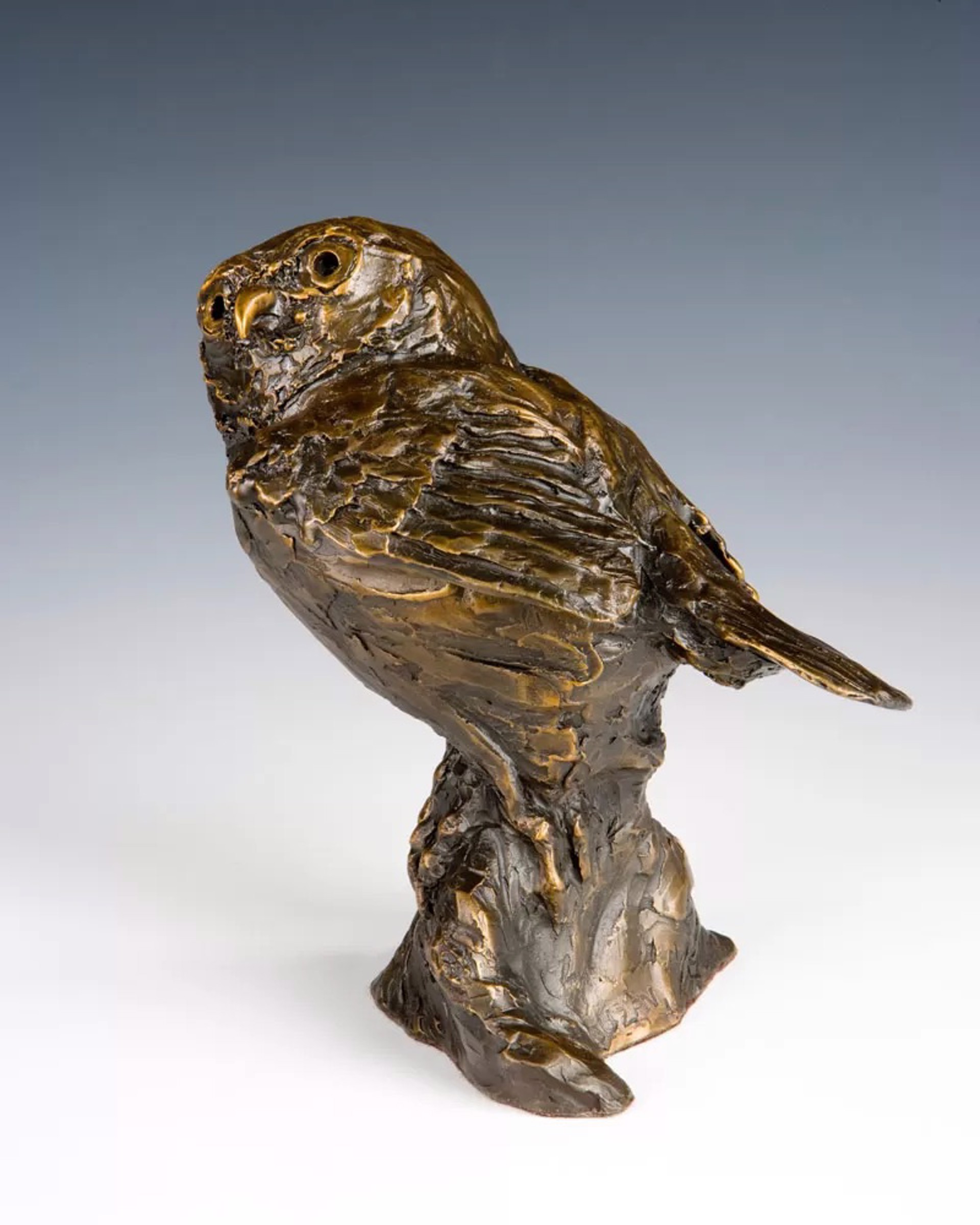 Pygmy Owl by Barbara Duzan