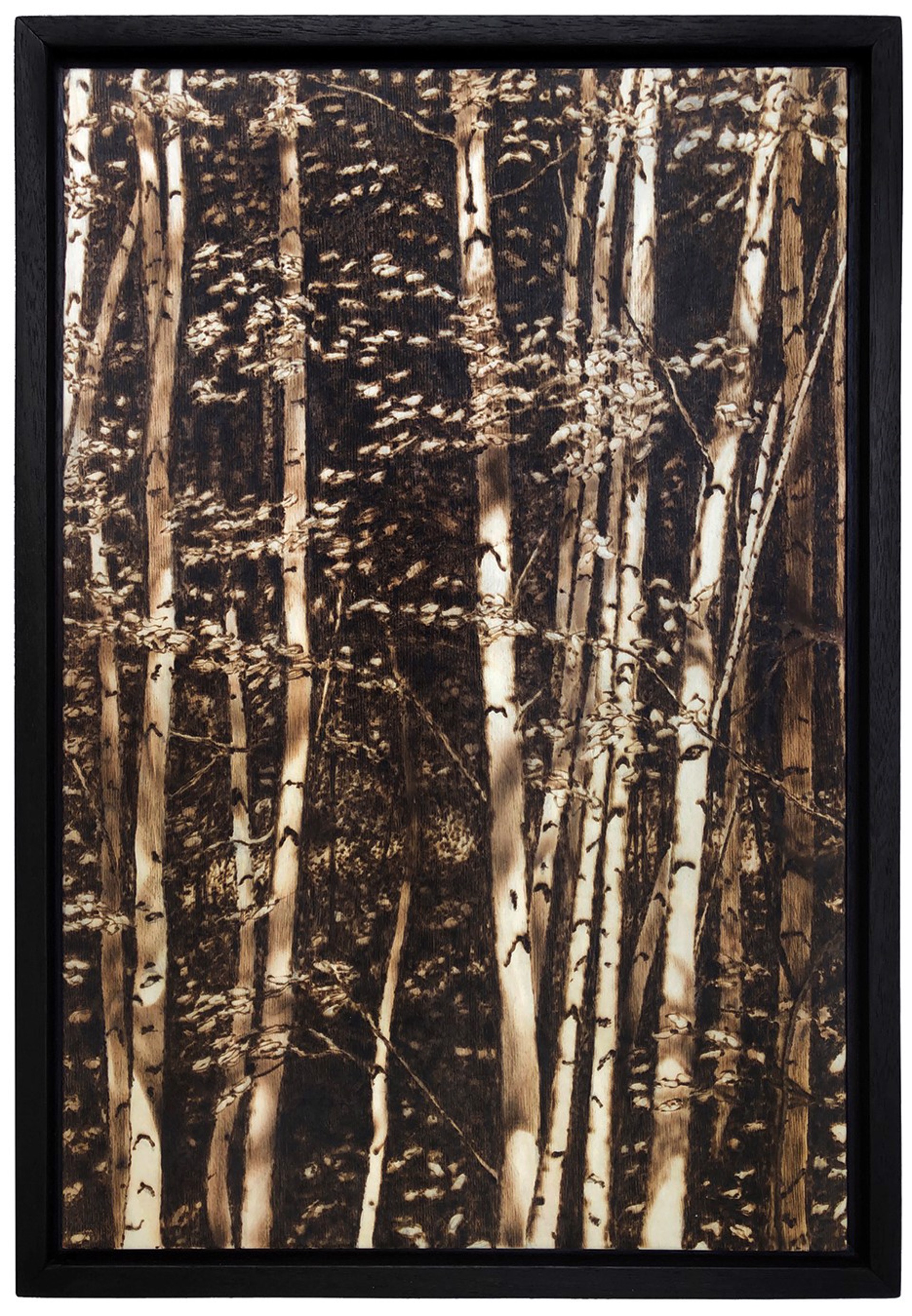 Light in the Birches by Paul Chojnowski