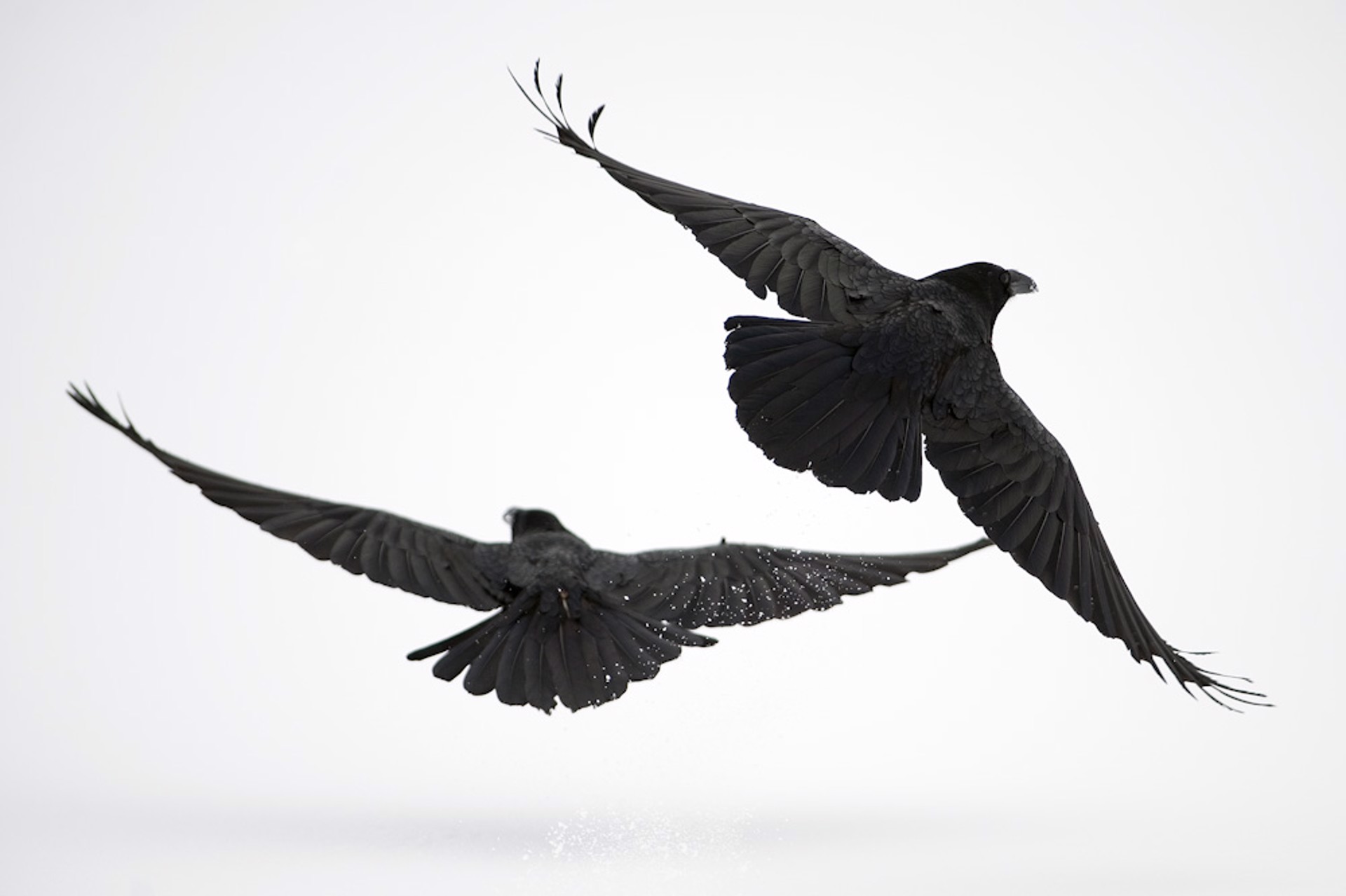 Ravens by BLAKE JORGENSON