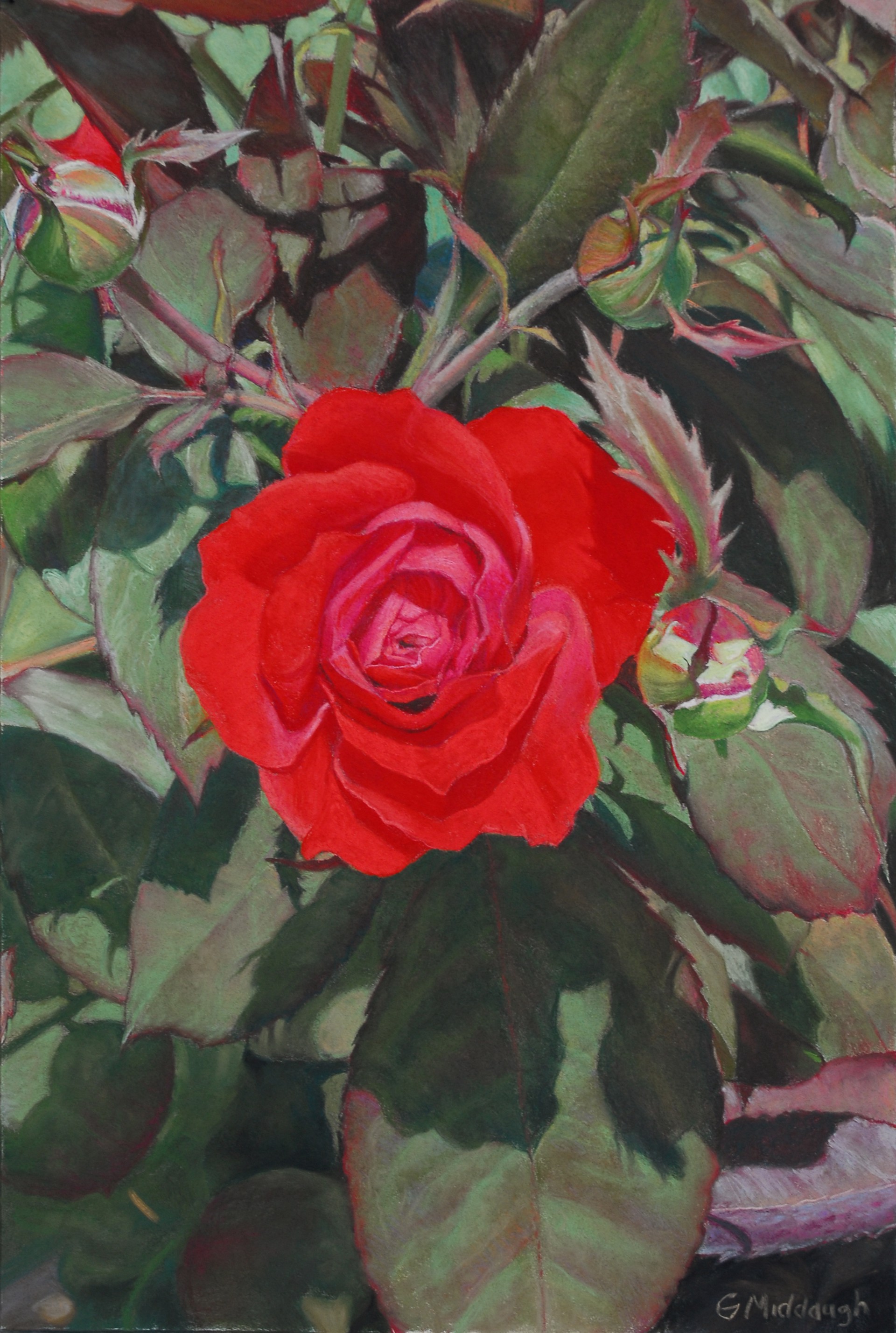 Red Rose by Garrett Middaugh