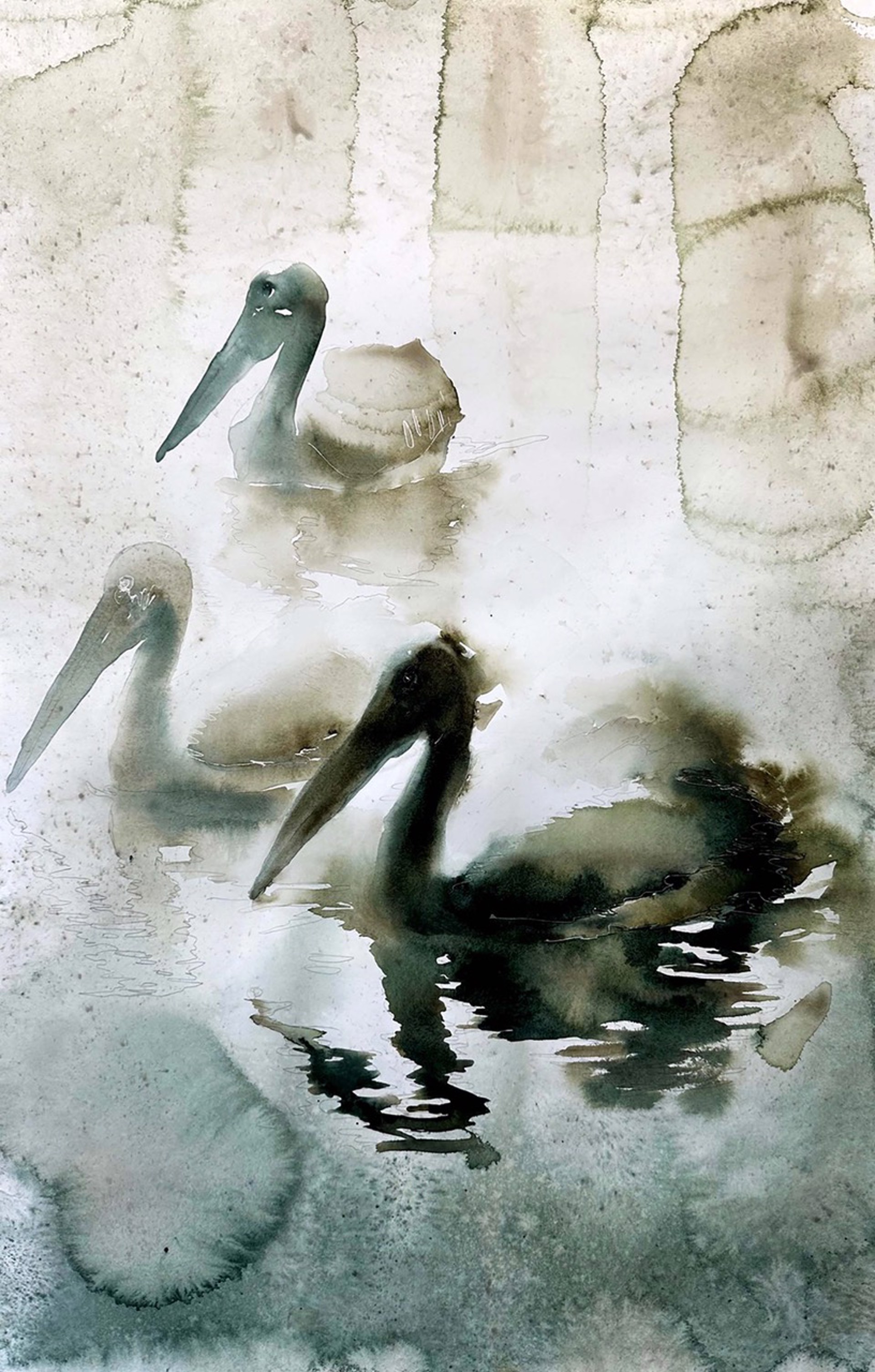 Birds of Florida - Pelicans by Carol Carter