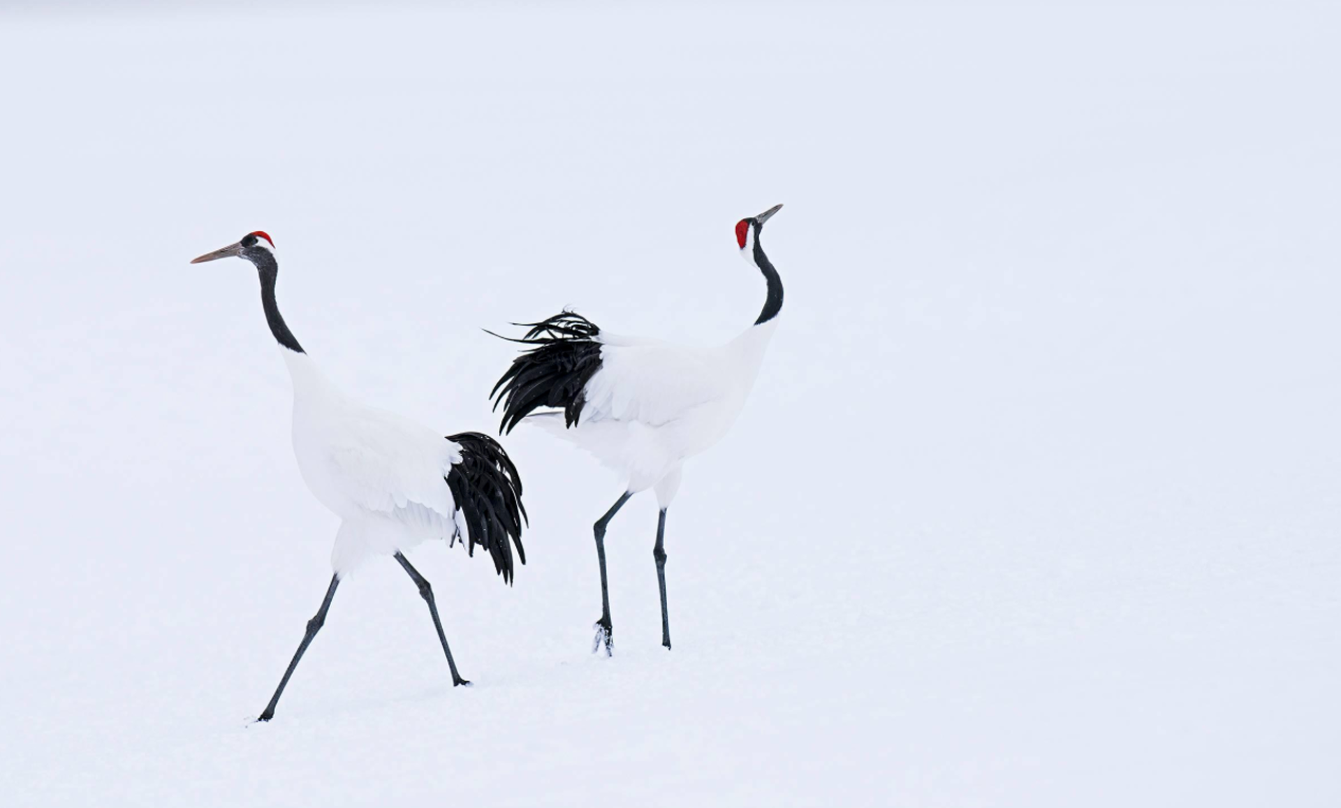 Hokkaido by David Yarrow