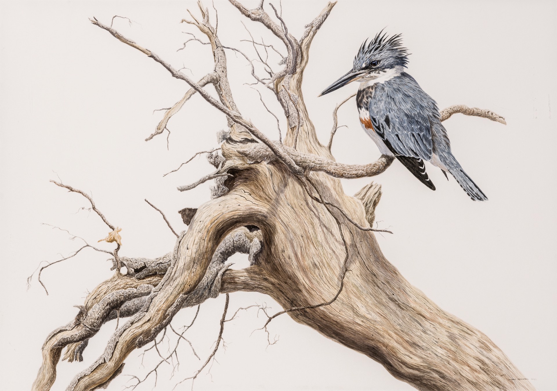 BELTED KINGFISHER by Tony Henneberg