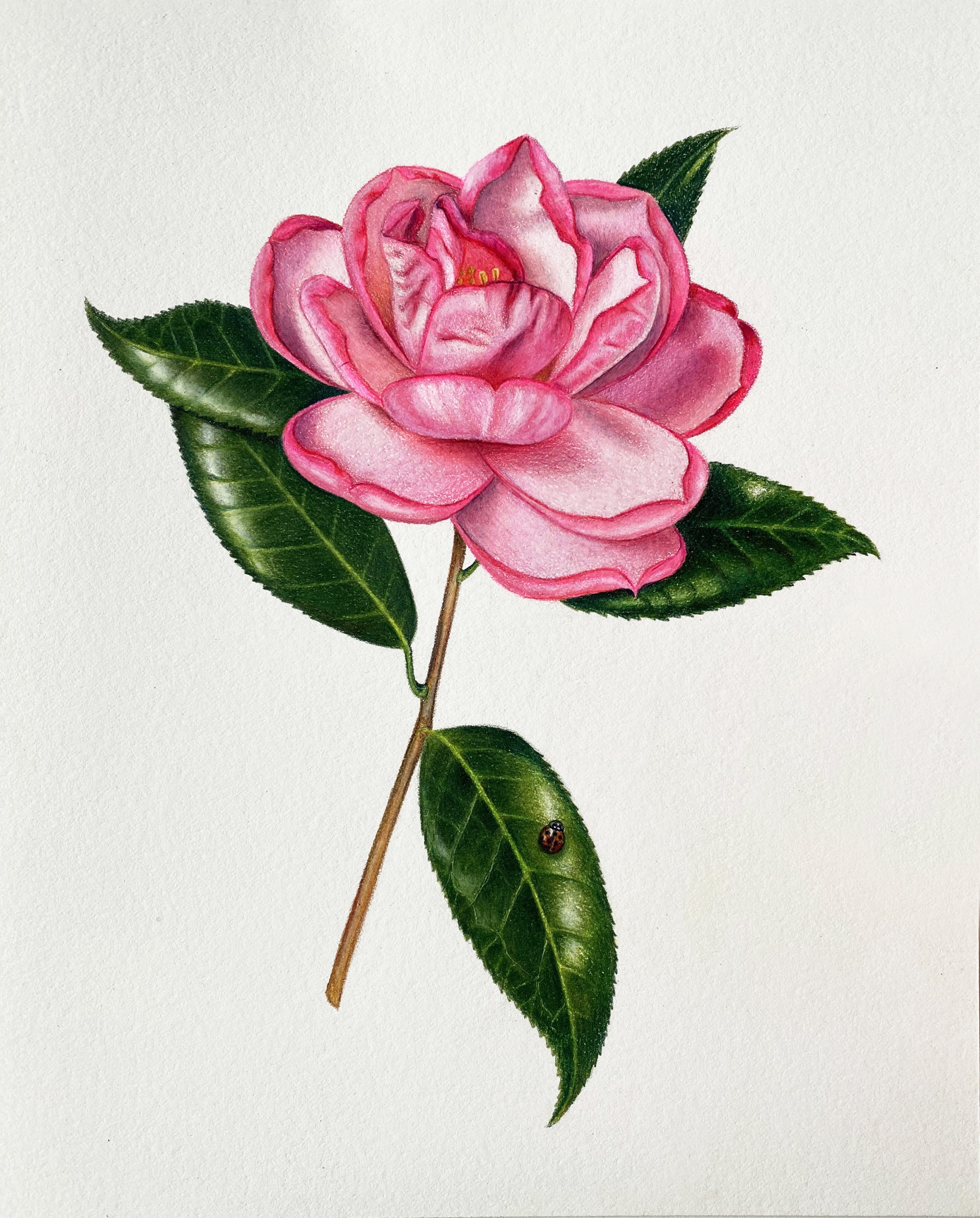 Camellia with Ladybug by Hannah Hanlon