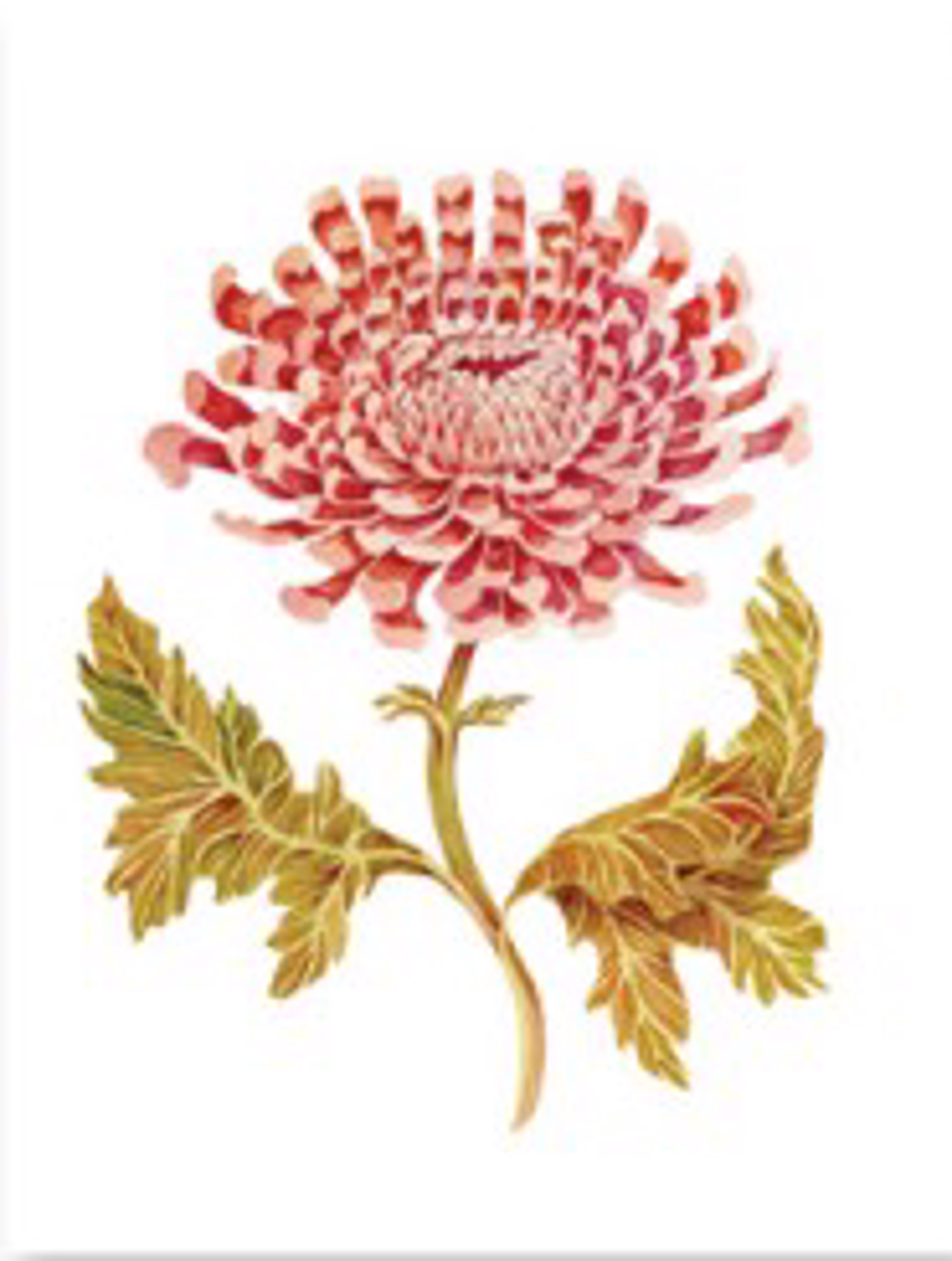 Sarah Rose Lyons- Fine Art Print- Chrysanthemum Venetian by GVL CMKT