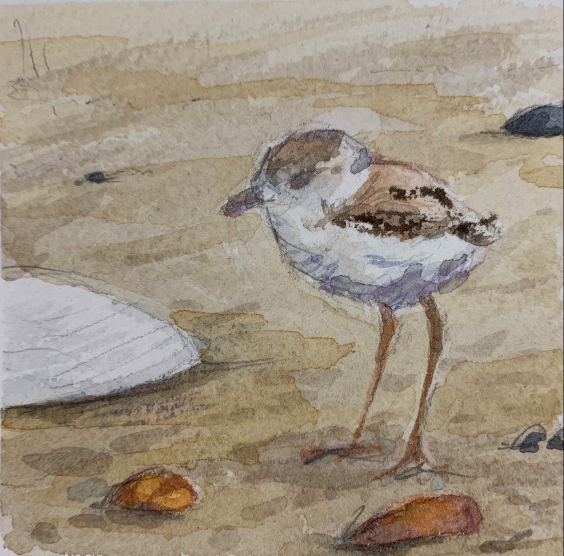 Side View - Plover by Allison Charles