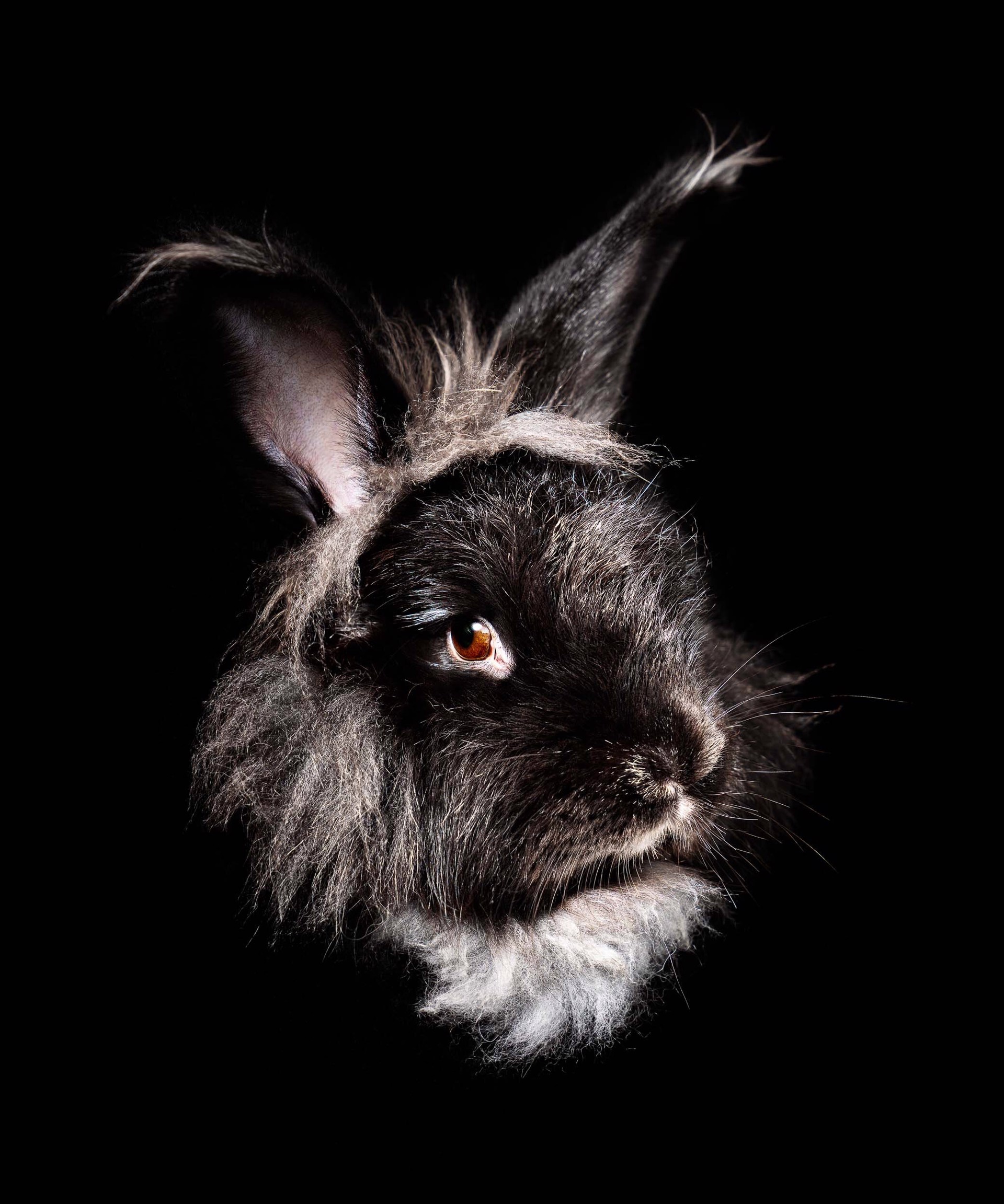 Christopher, Black Angora Rabbit 943 by Evan Kafka