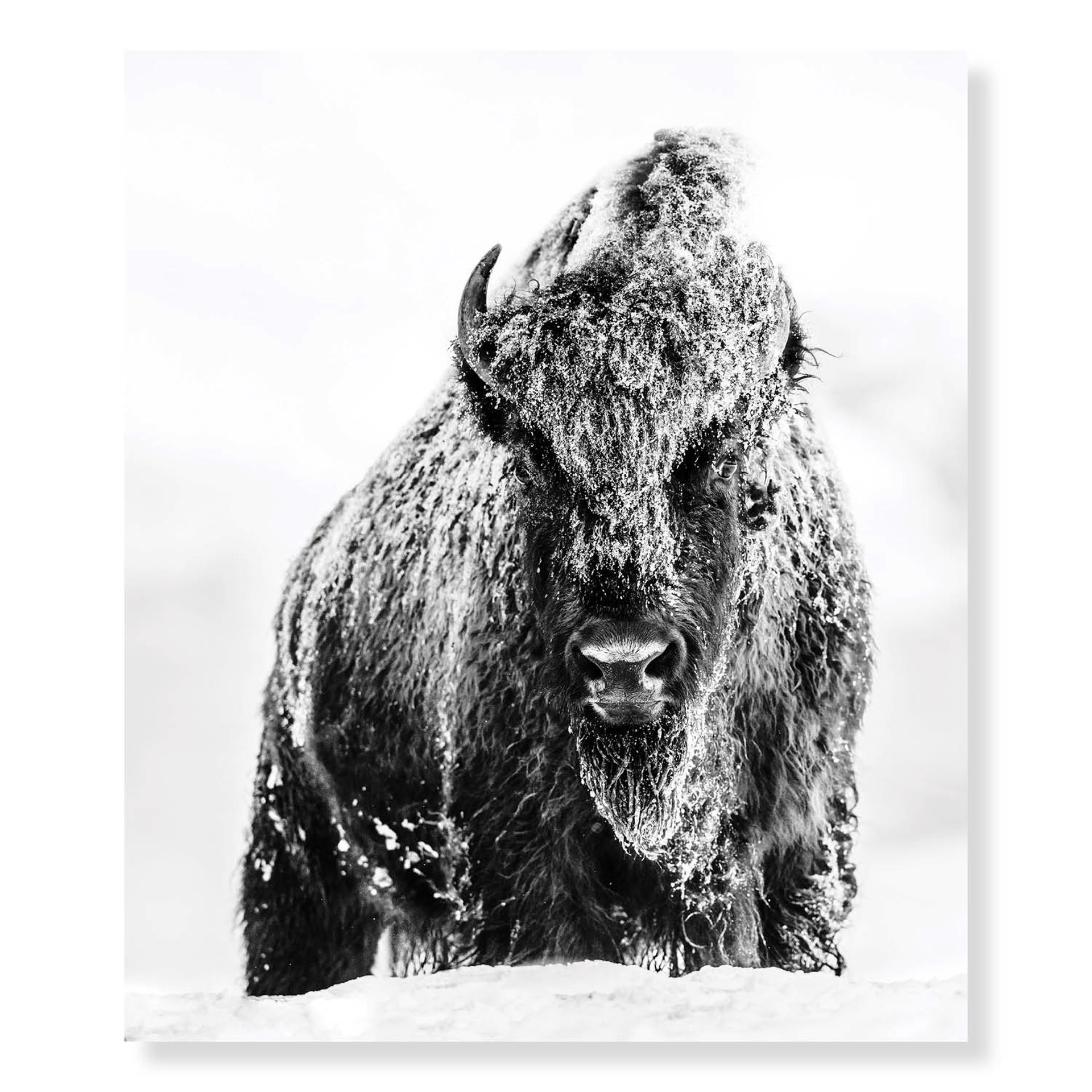 The Beast by David Yarrow