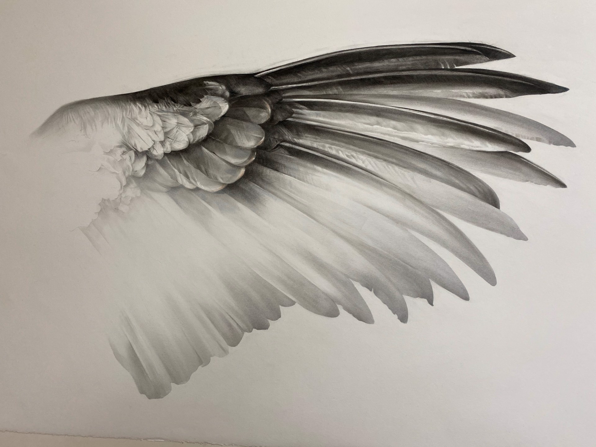 Arthur’s Wing: Leading Edge no. 1 (condor feather) by Susan Manchester