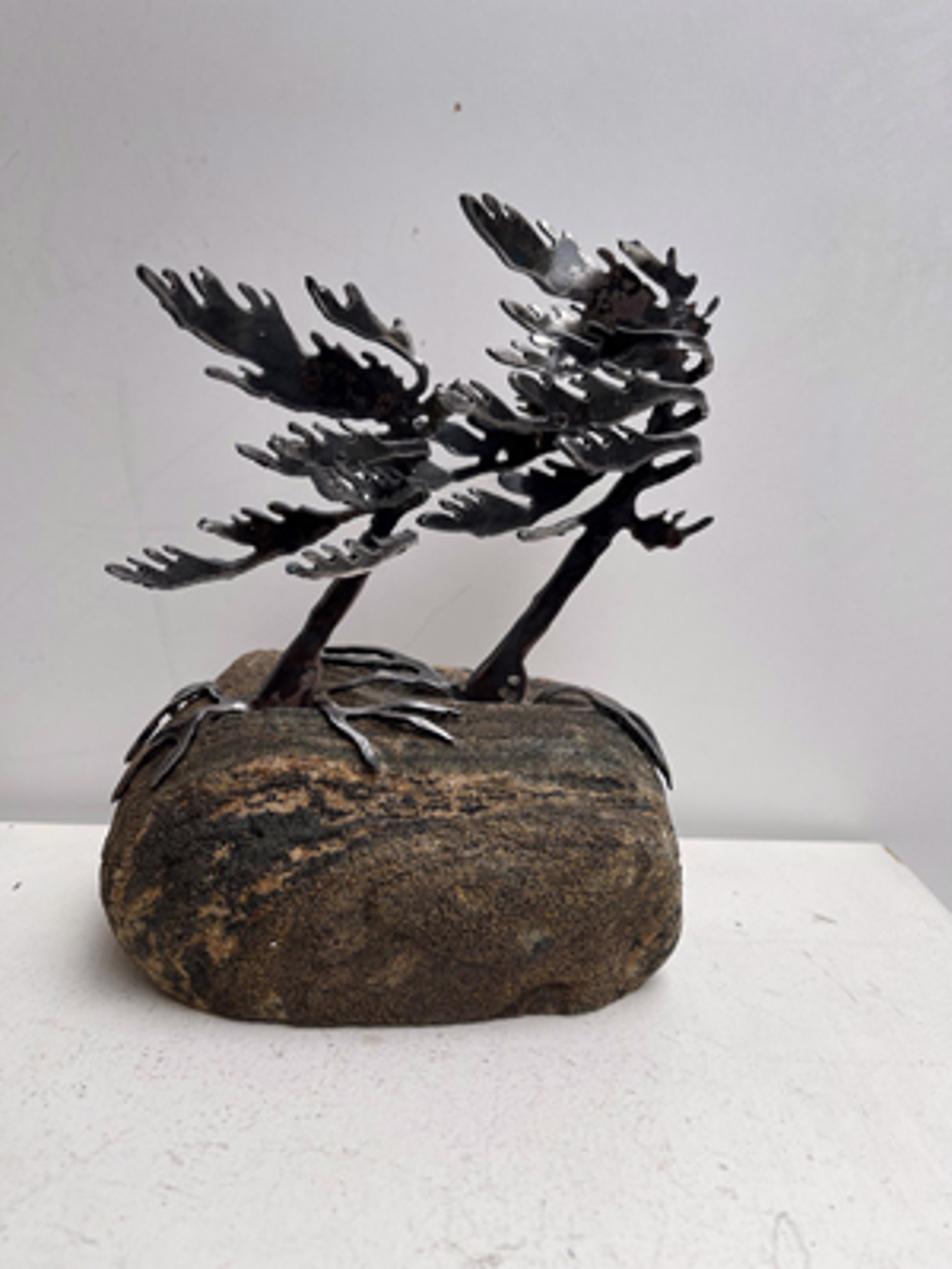 Windswept Pine 660055 by Cathy Mark