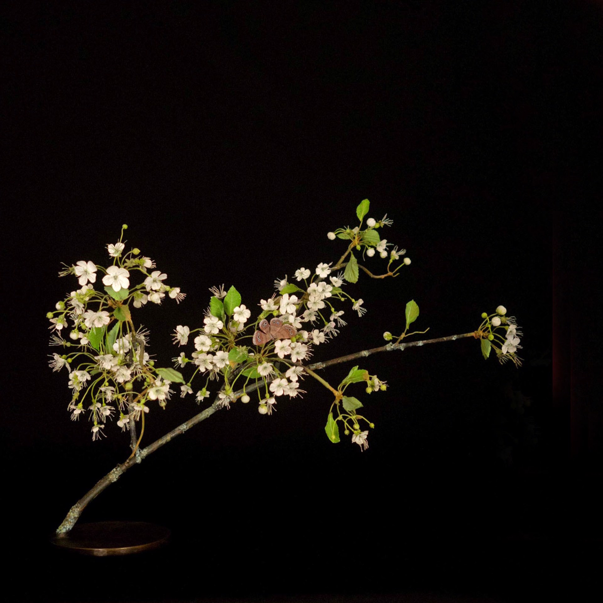 PEAR BLOSSOM BRANCH WITH WOOD SATYR by Carmen Almon