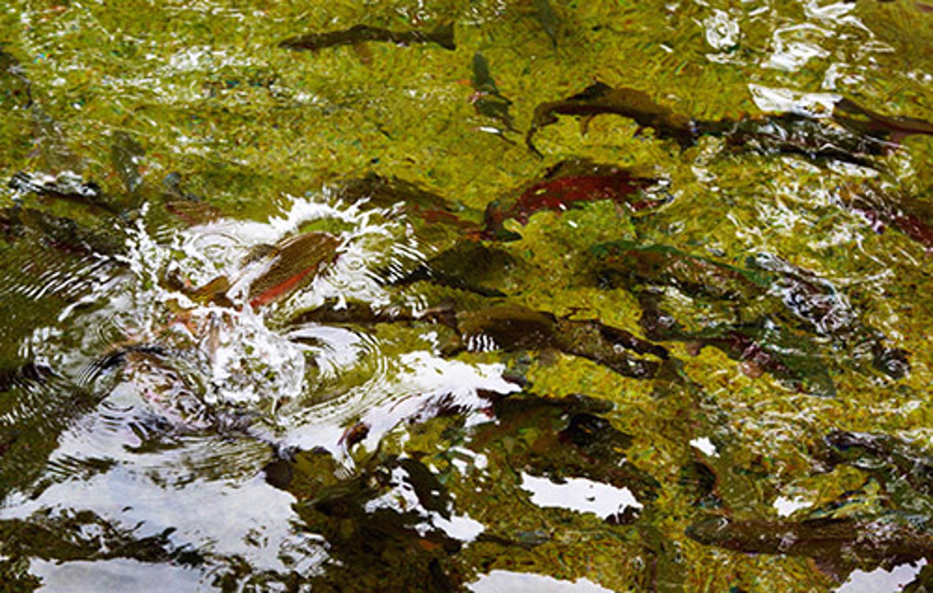 Rainbow Trout at Wizard Falls by David Lee Myers