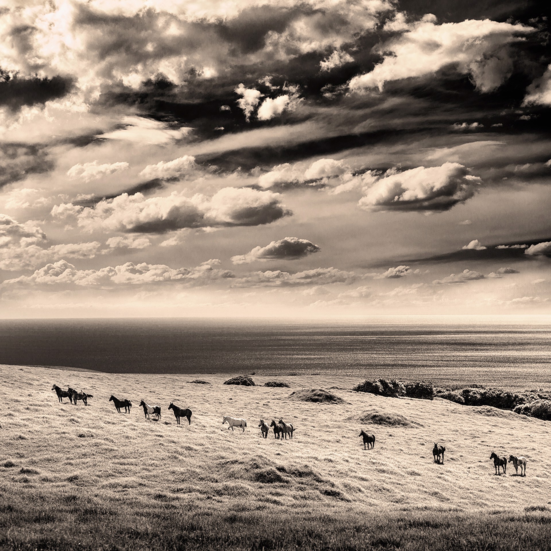 Horses Meet The Sea by Brown W. Cannon III