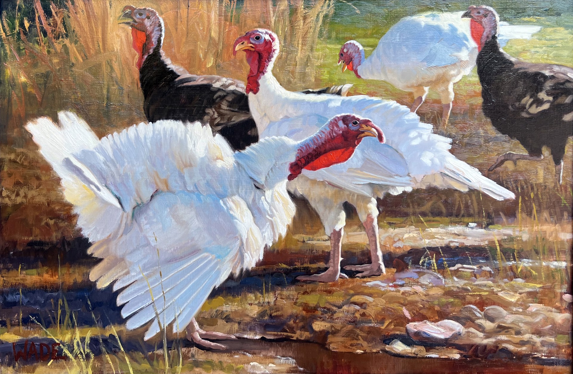 Gaggle of Turkeys by Dave Wade