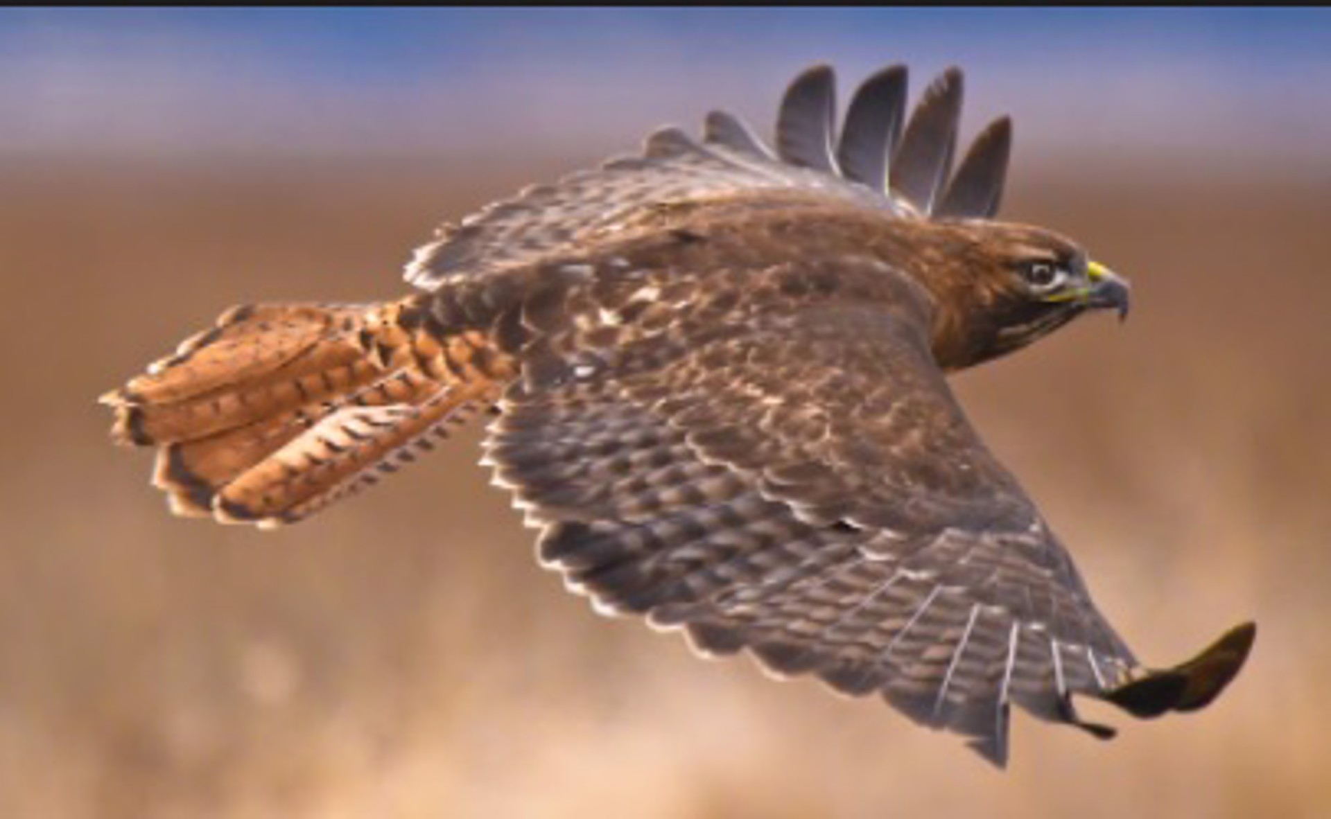 Hawk In Flight by Soumaya Kar