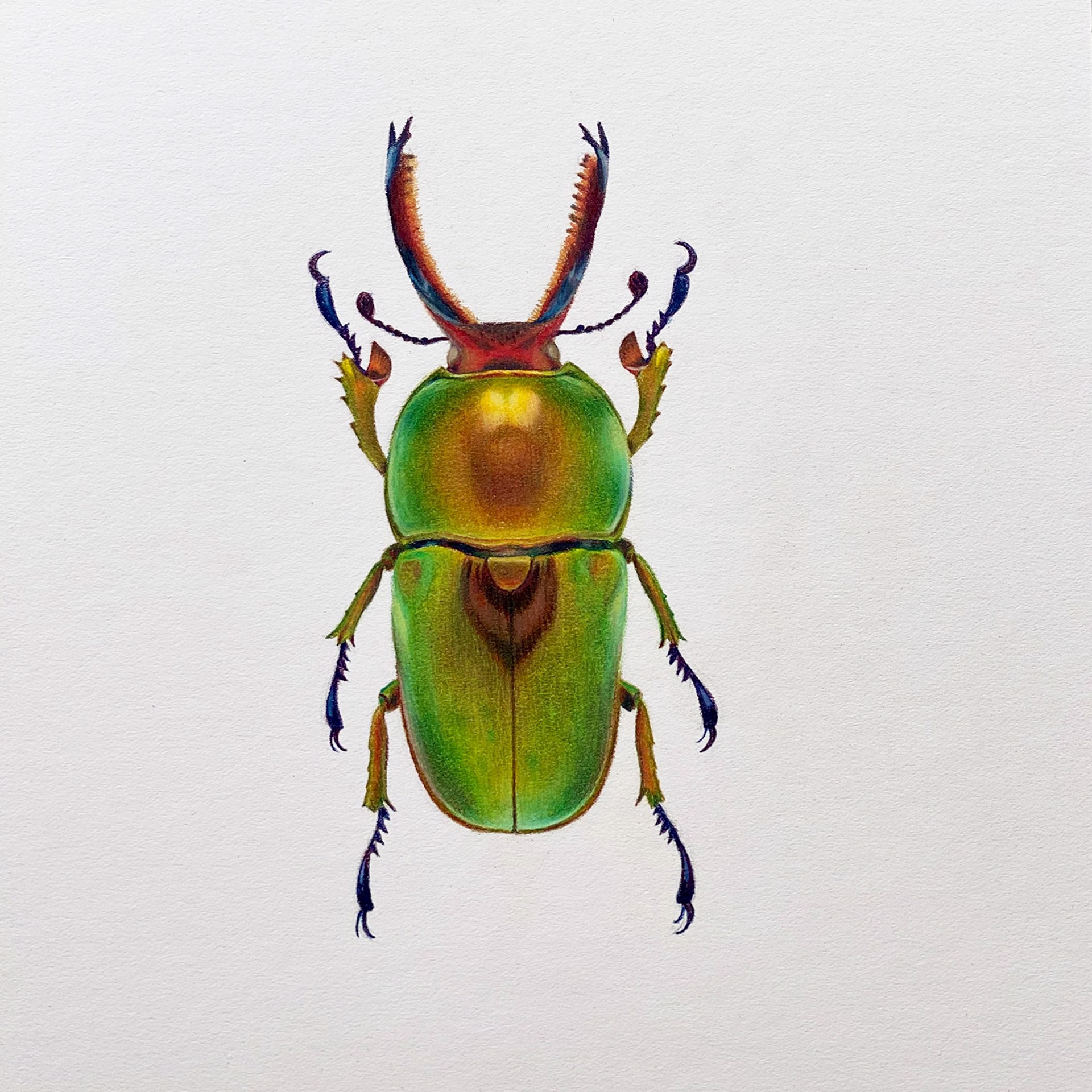 Coleoptera Chroma #3 by Hannah Hanlon