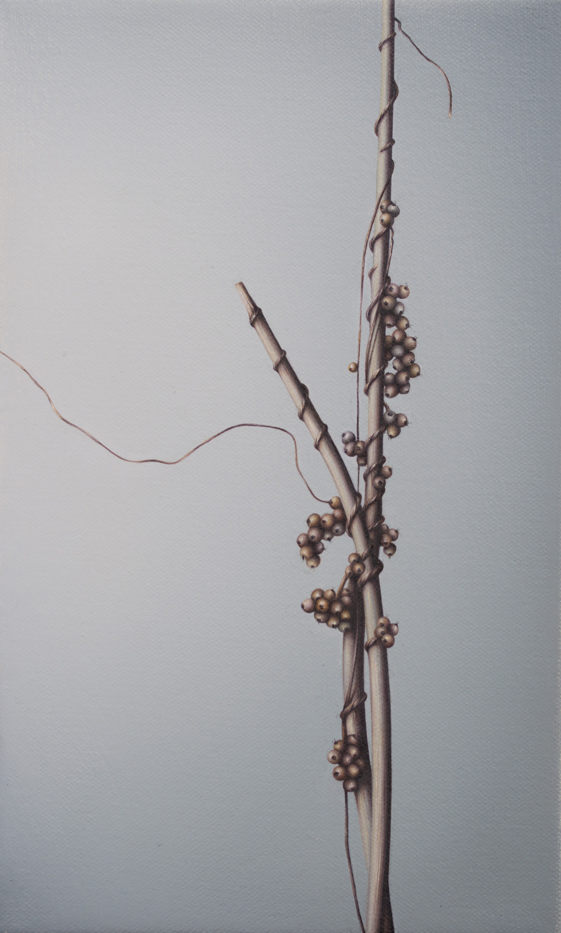 DODDER 12 by WHITNEY RIVER