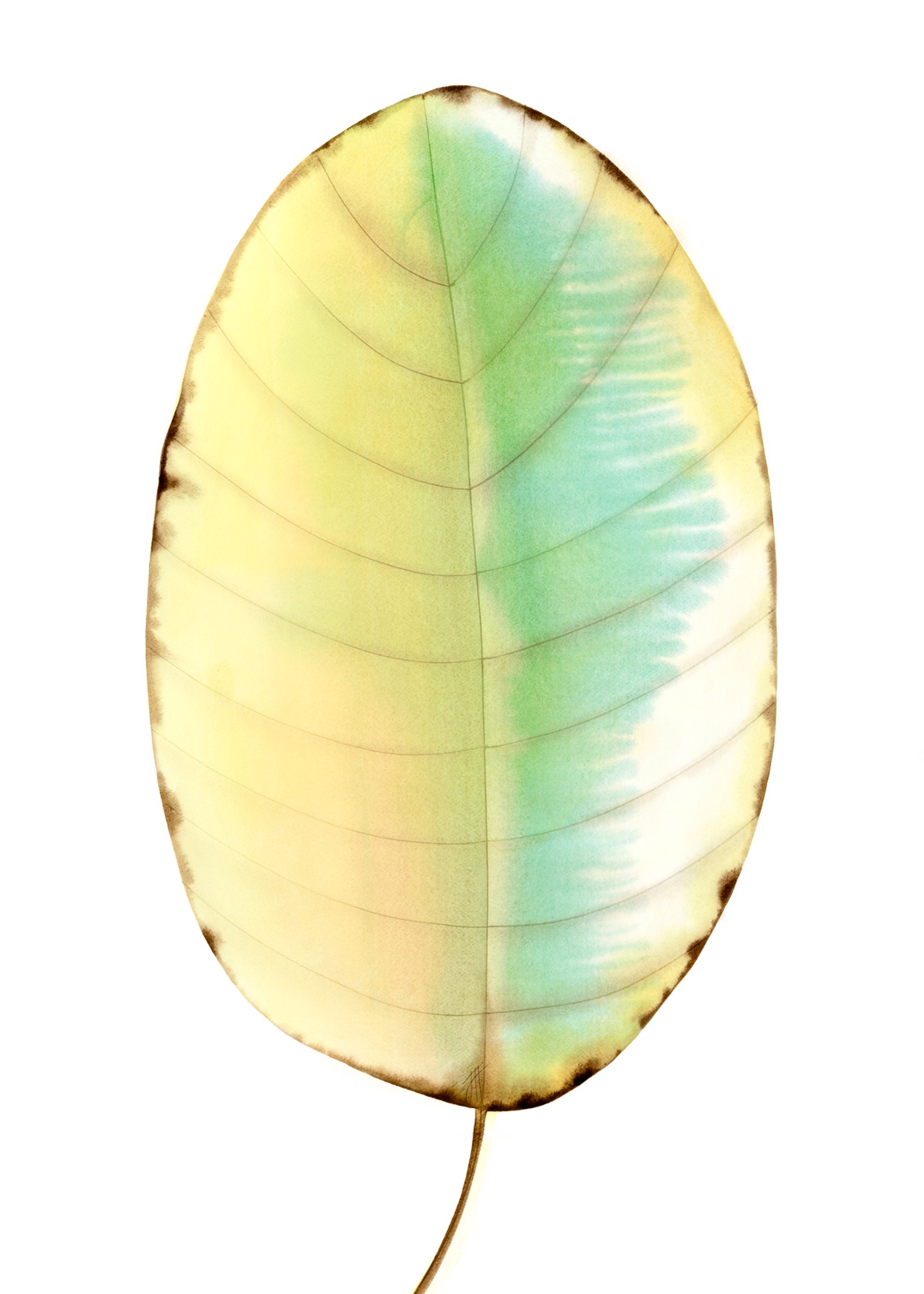 SOLD, Found Leaf | Magnolia by Jan Heaton