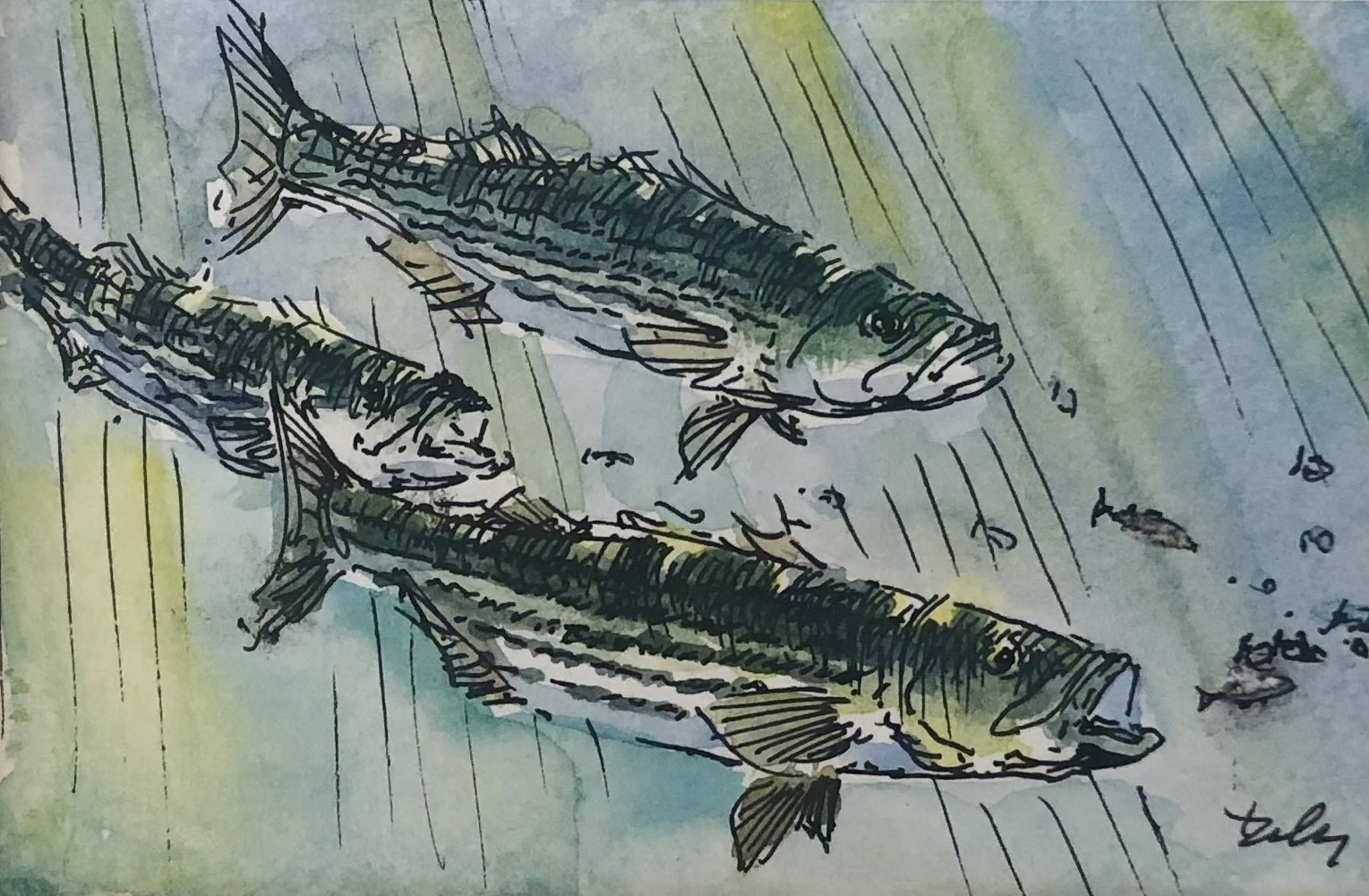 Stripers by Dan Daly