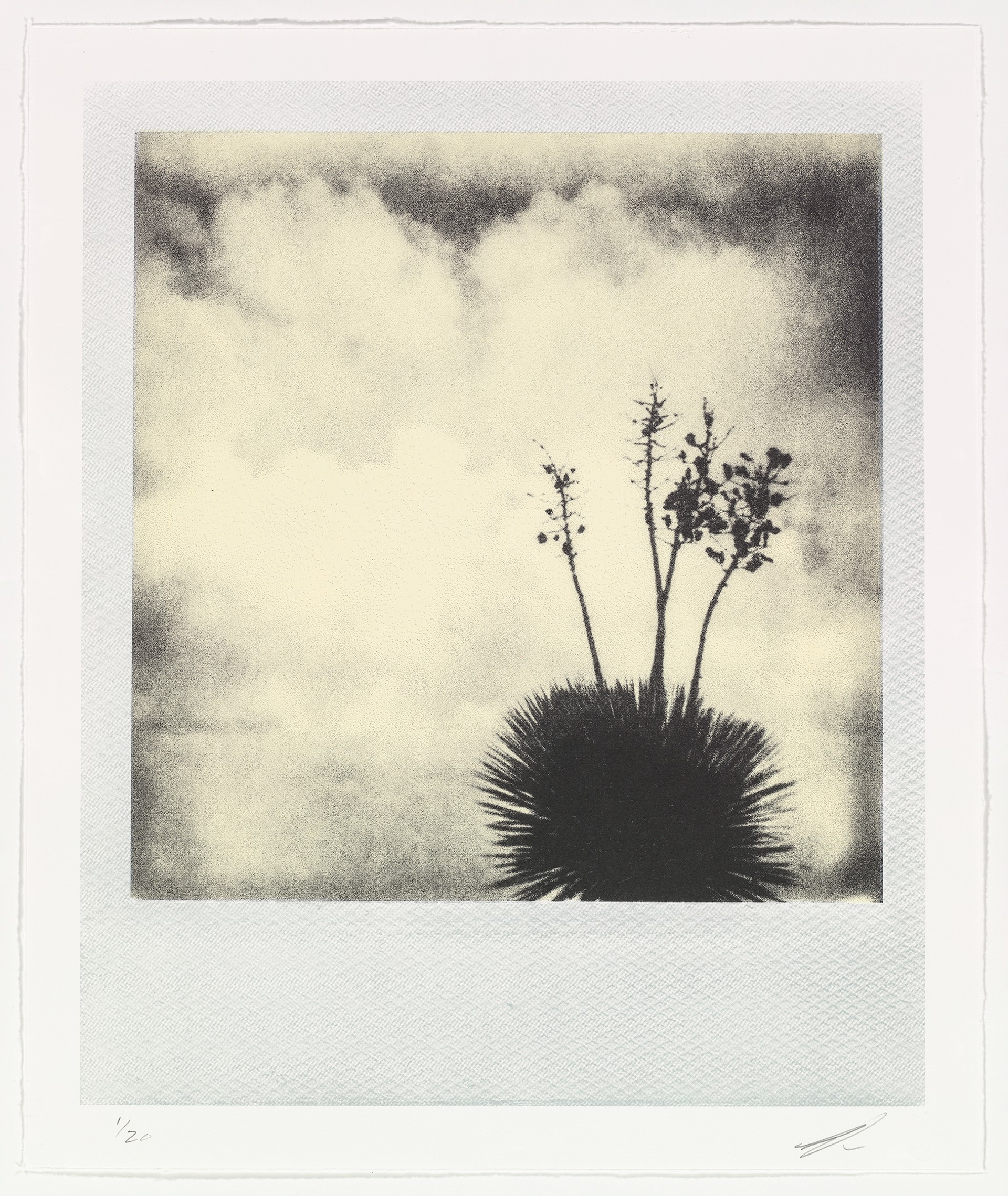 Yucca by Darden Smith